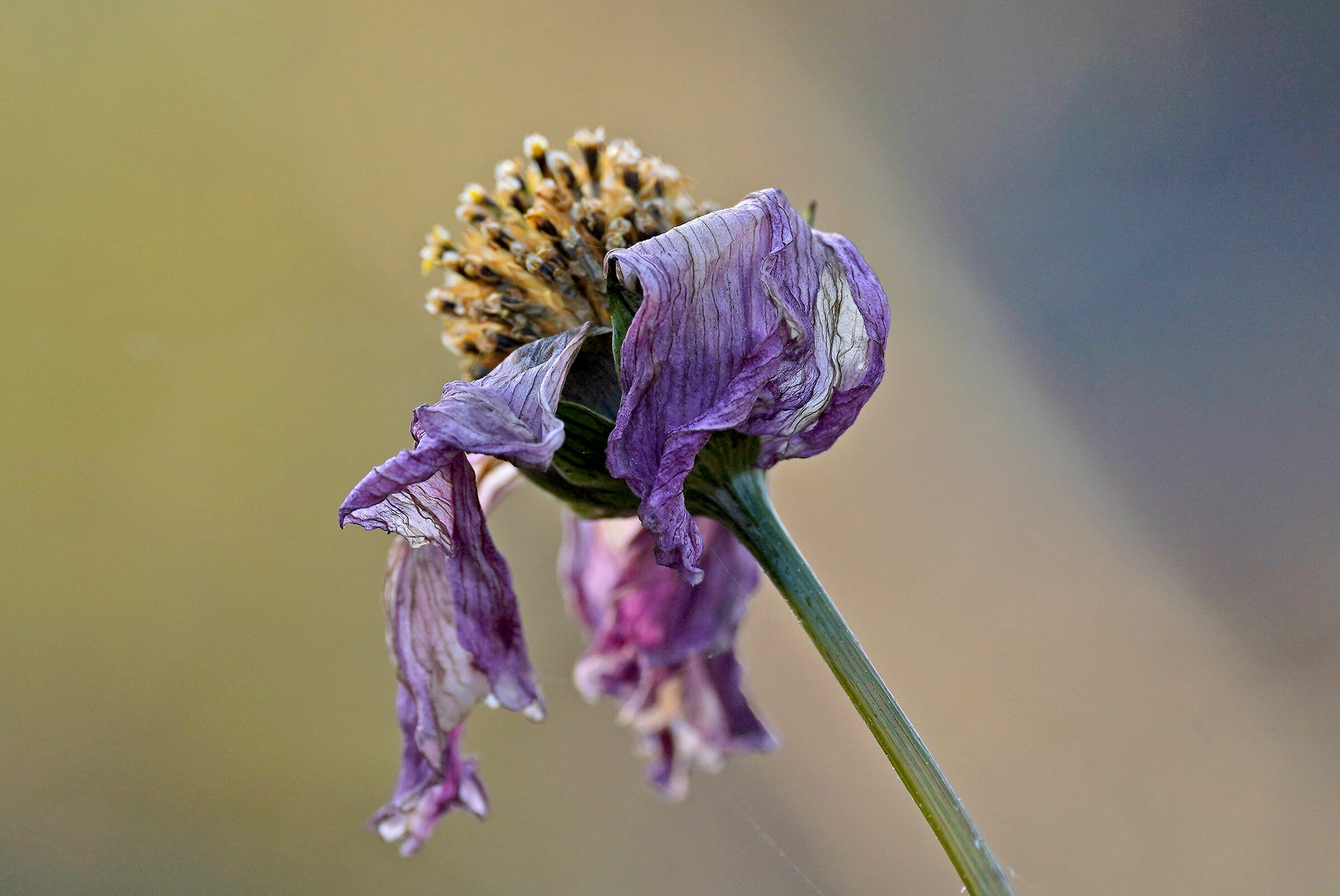 test Sigma 105 art macro DN