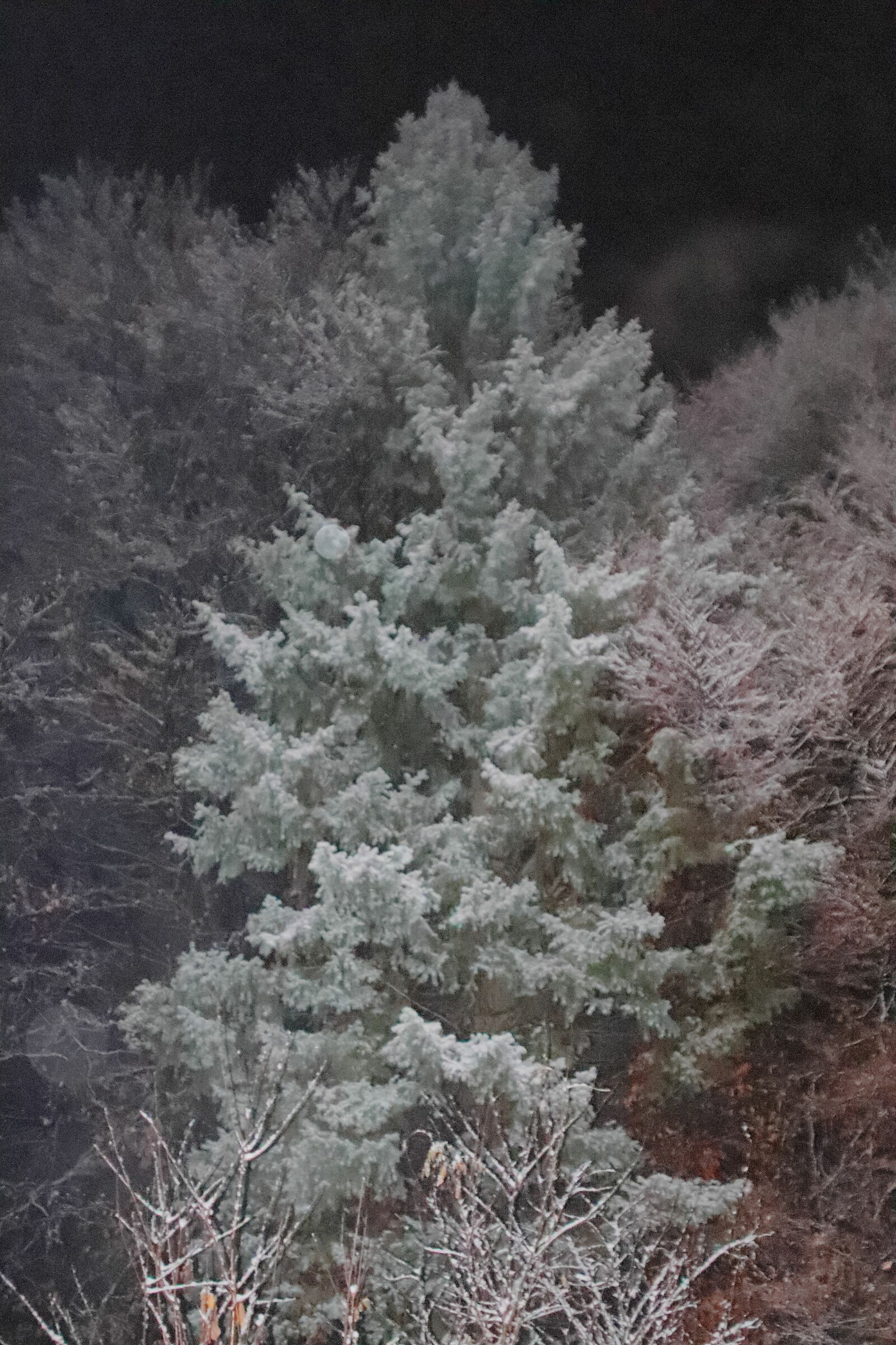 colors in autumn - nocturnal