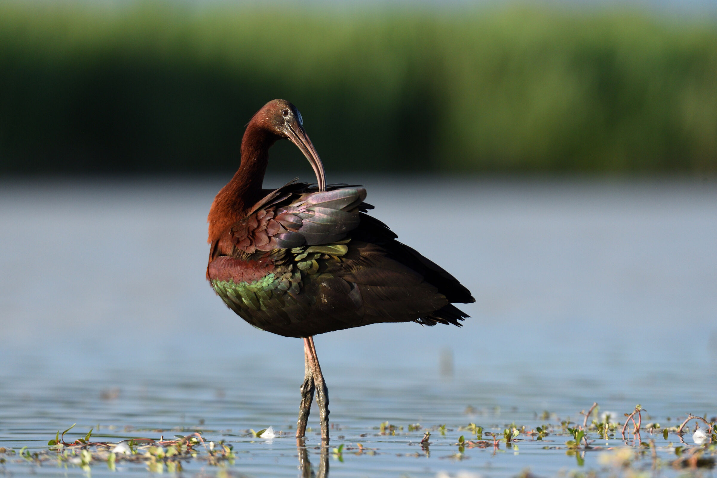 Migniattaio in plumage cleaning