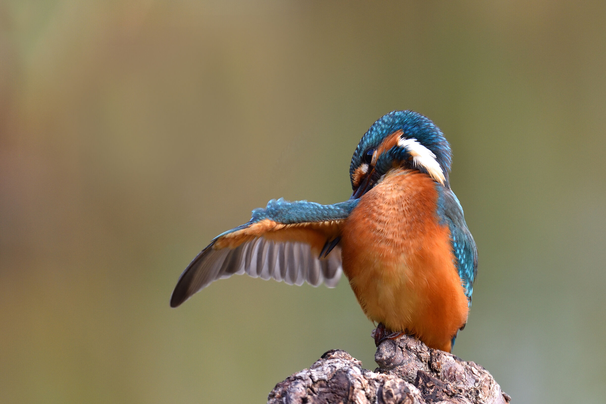 Kingfisher