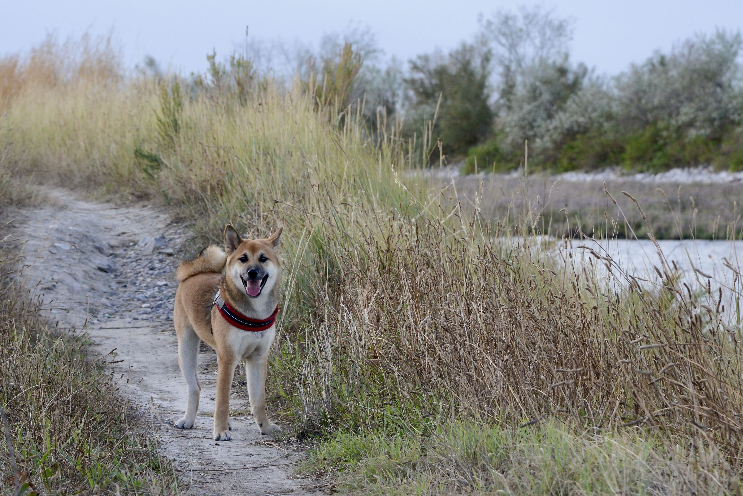 Shiba forever