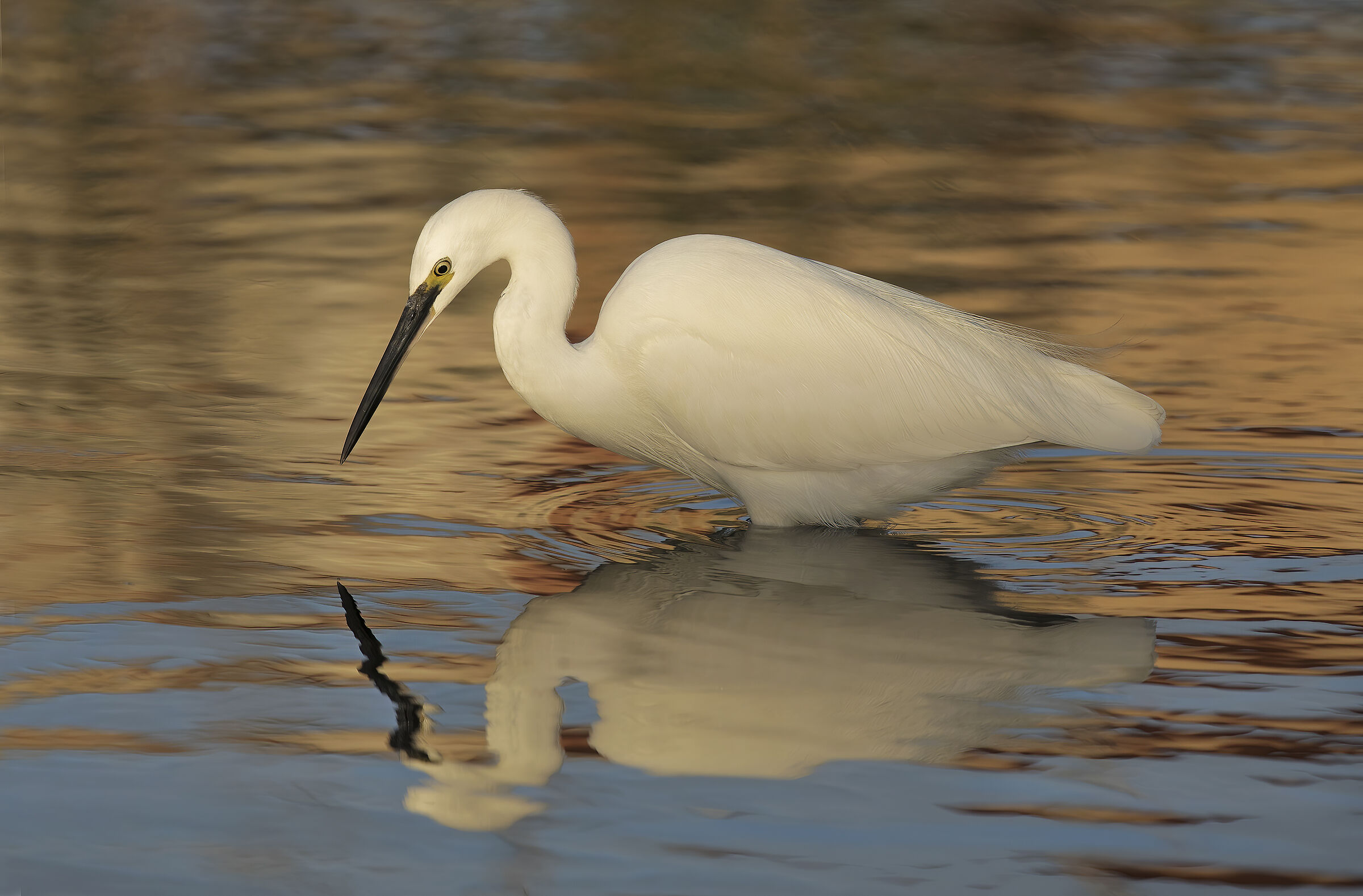 egret at sunset