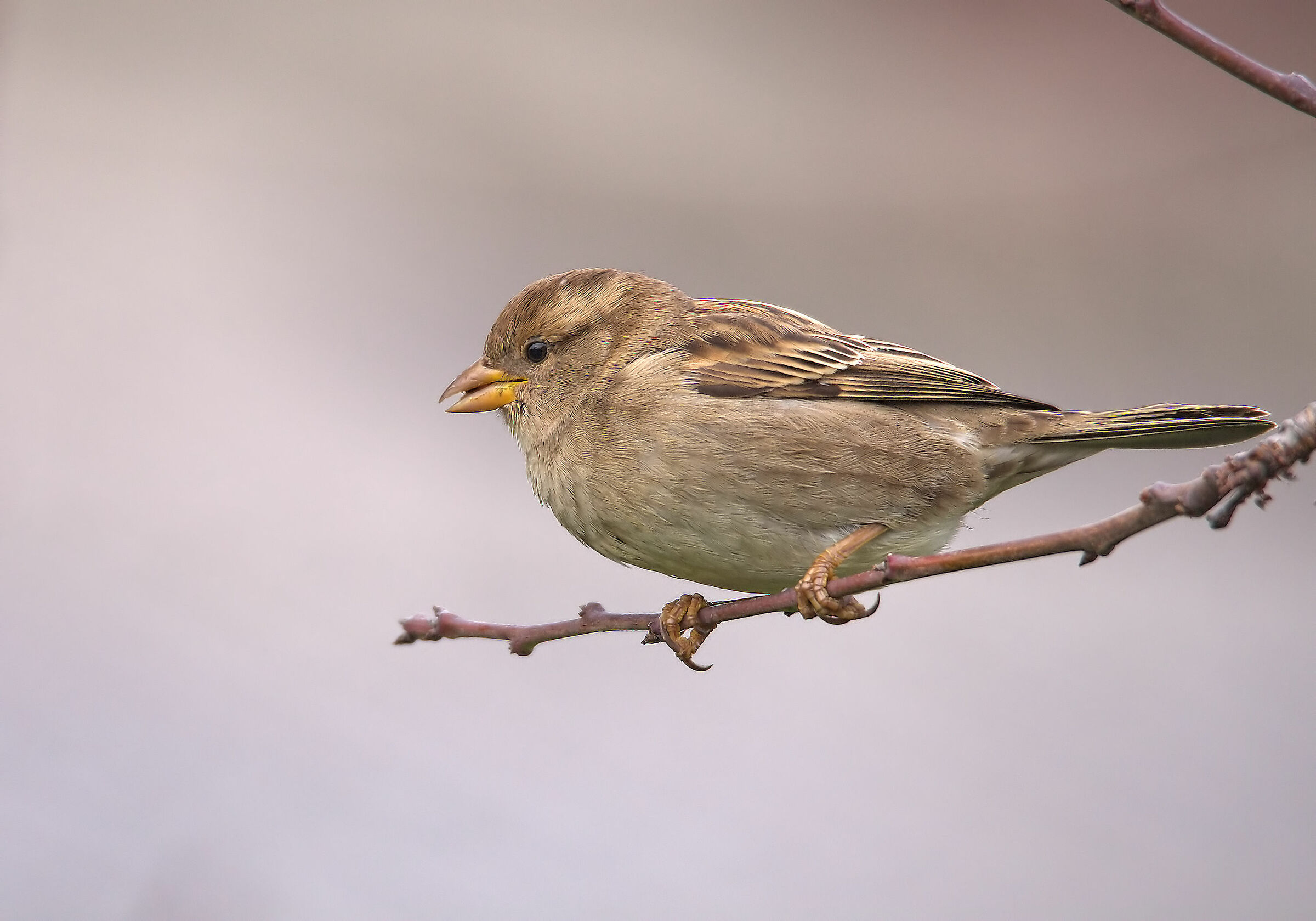 Passero d'Italia femmina