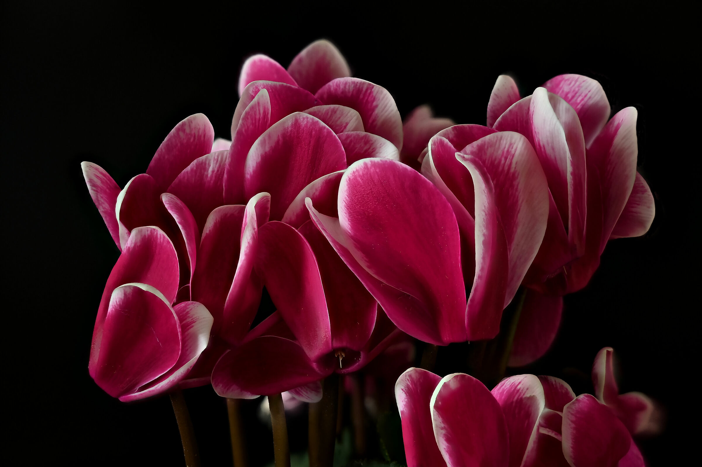 Cyclamen