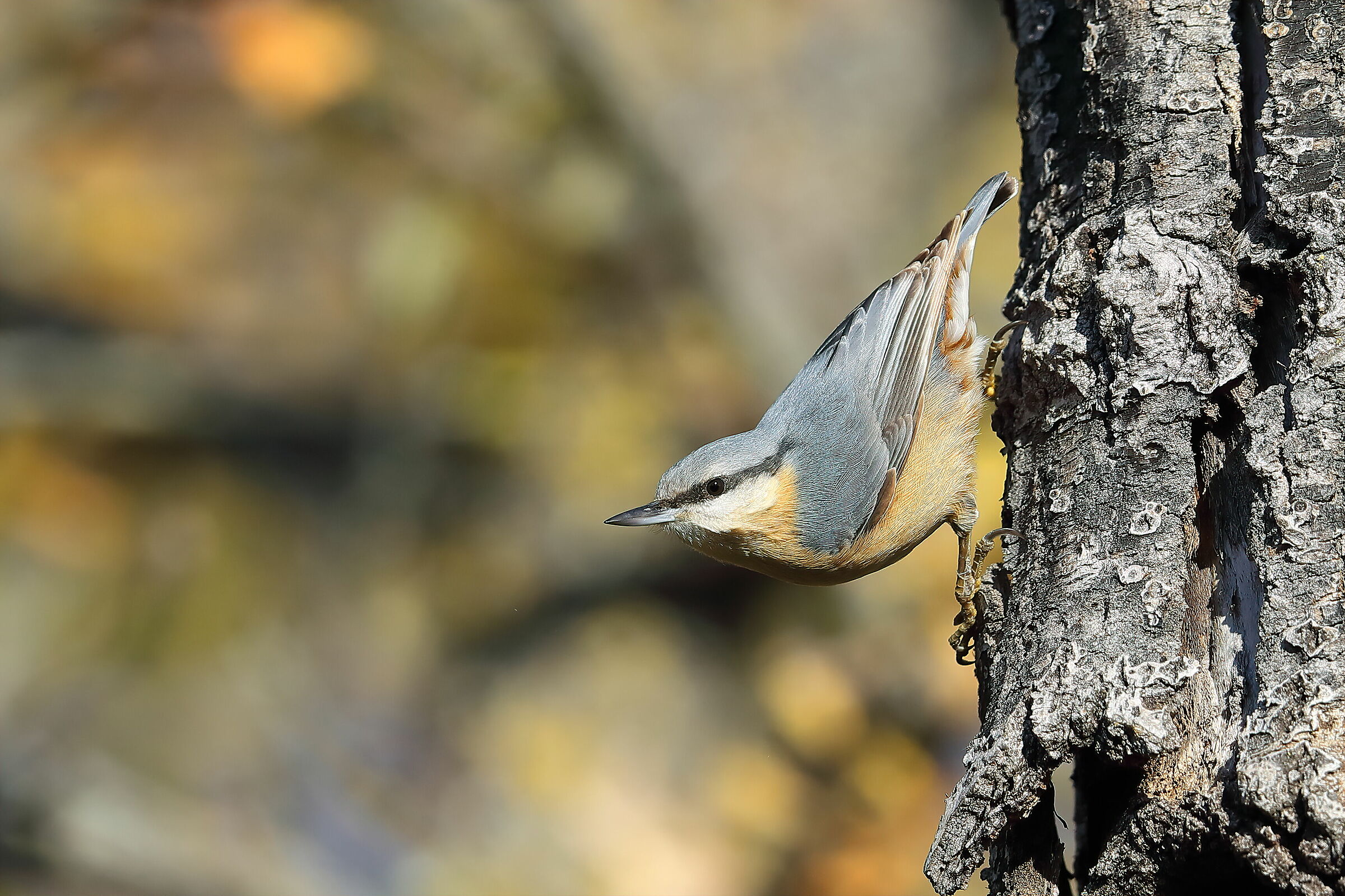 Woodpecker mason