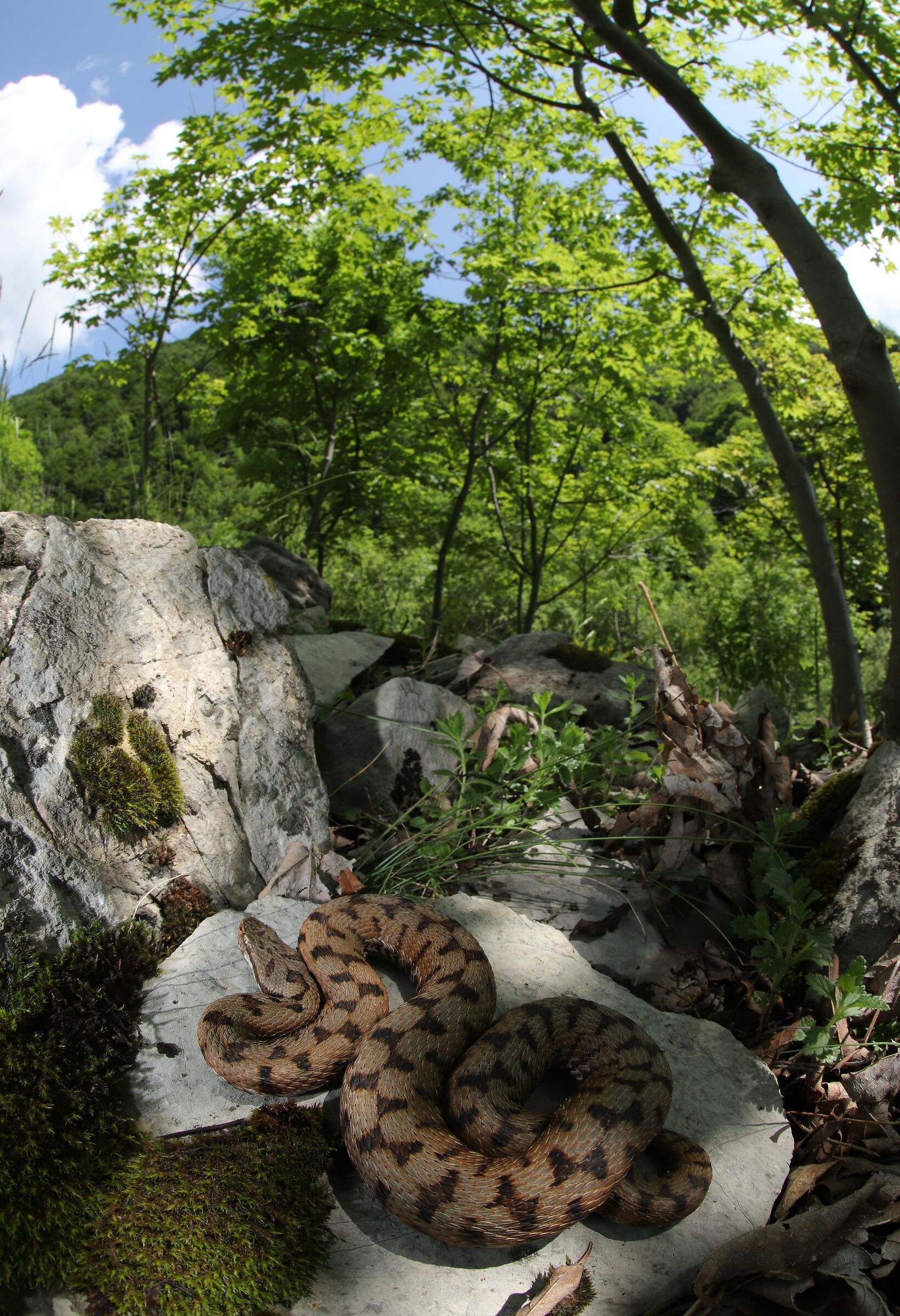 Vipera apsis francisciredi, femmina, 950m
