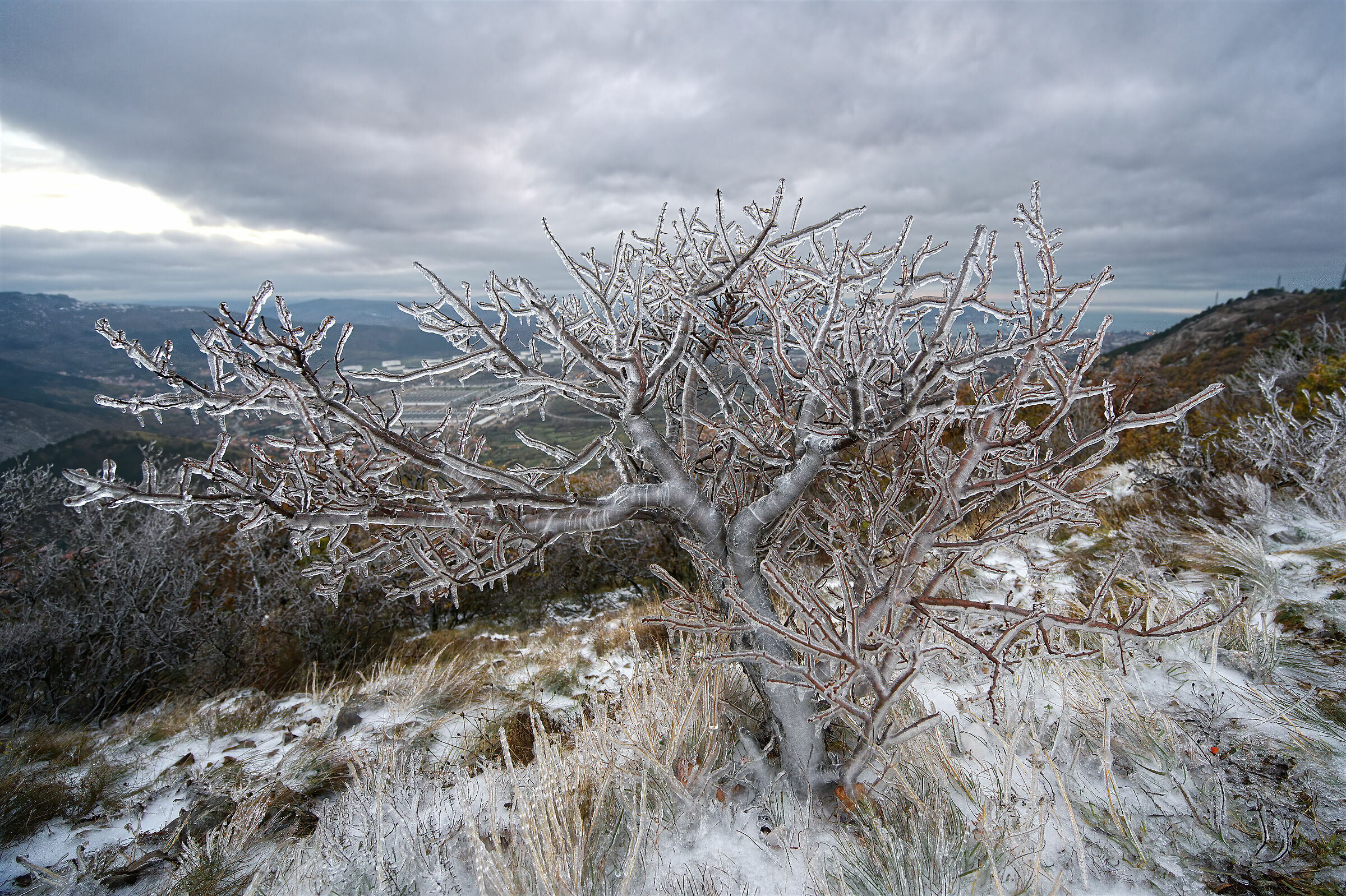 Gelicide on the Trieste Karst