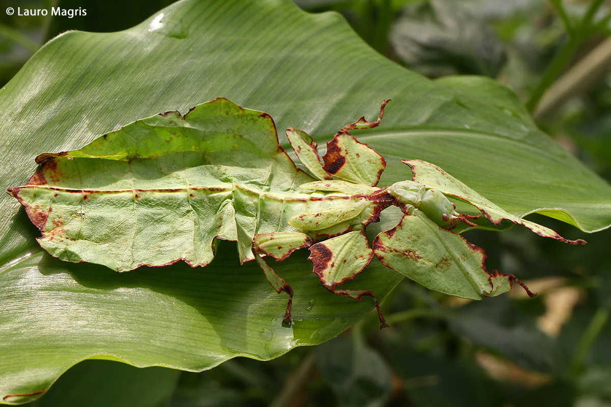 leaf insect (Phyllium Bioculatum)