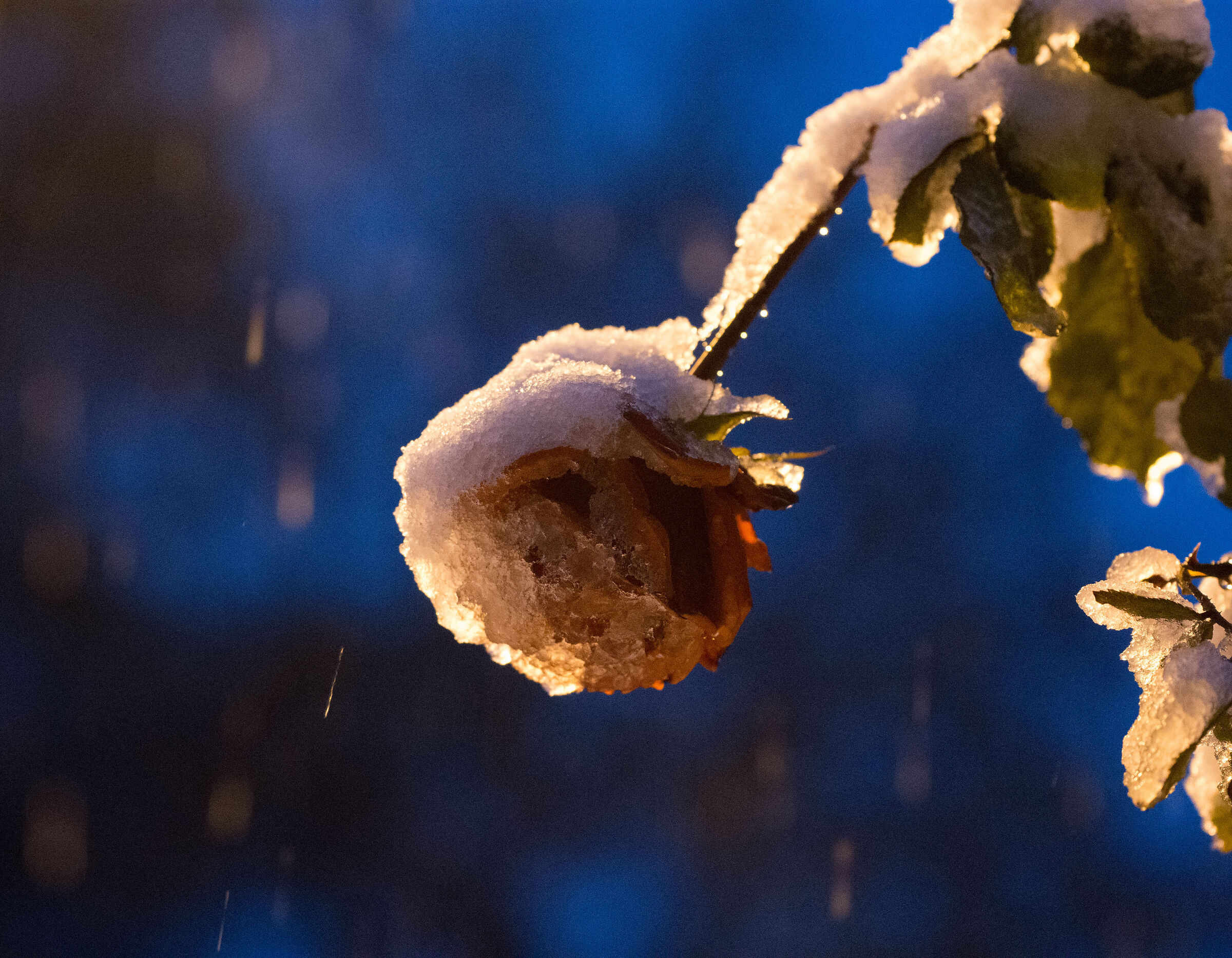 i am in love with this