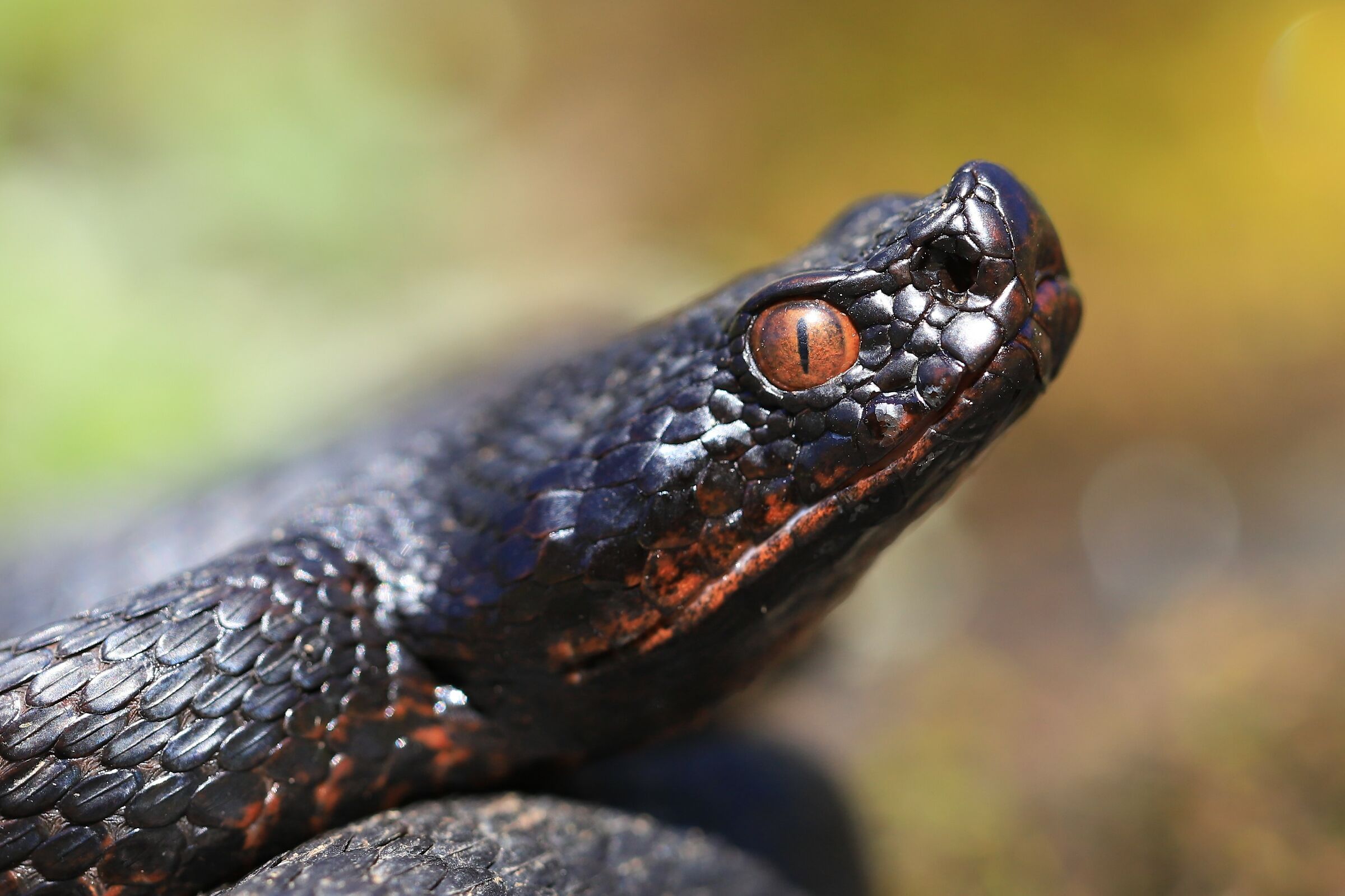 Vipera apsis aspis from atra, femmina, 1290m