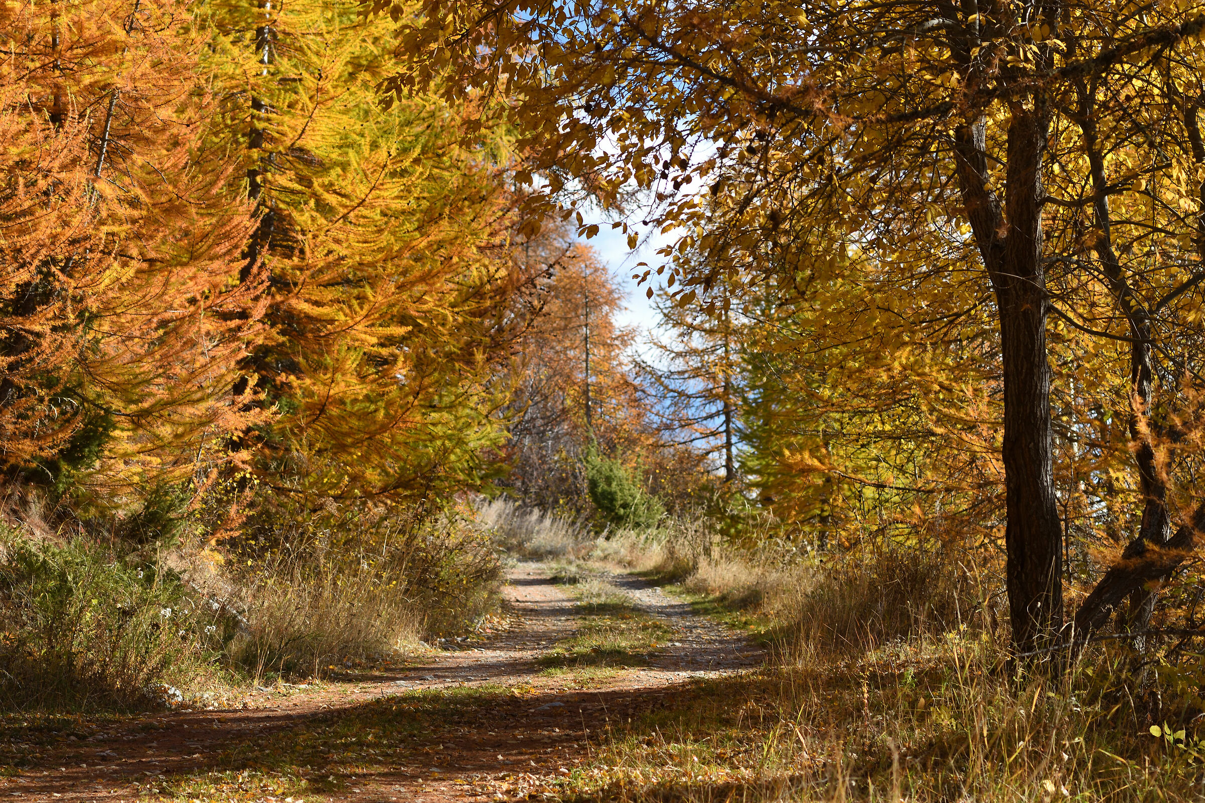 I colori dell'autunno 2