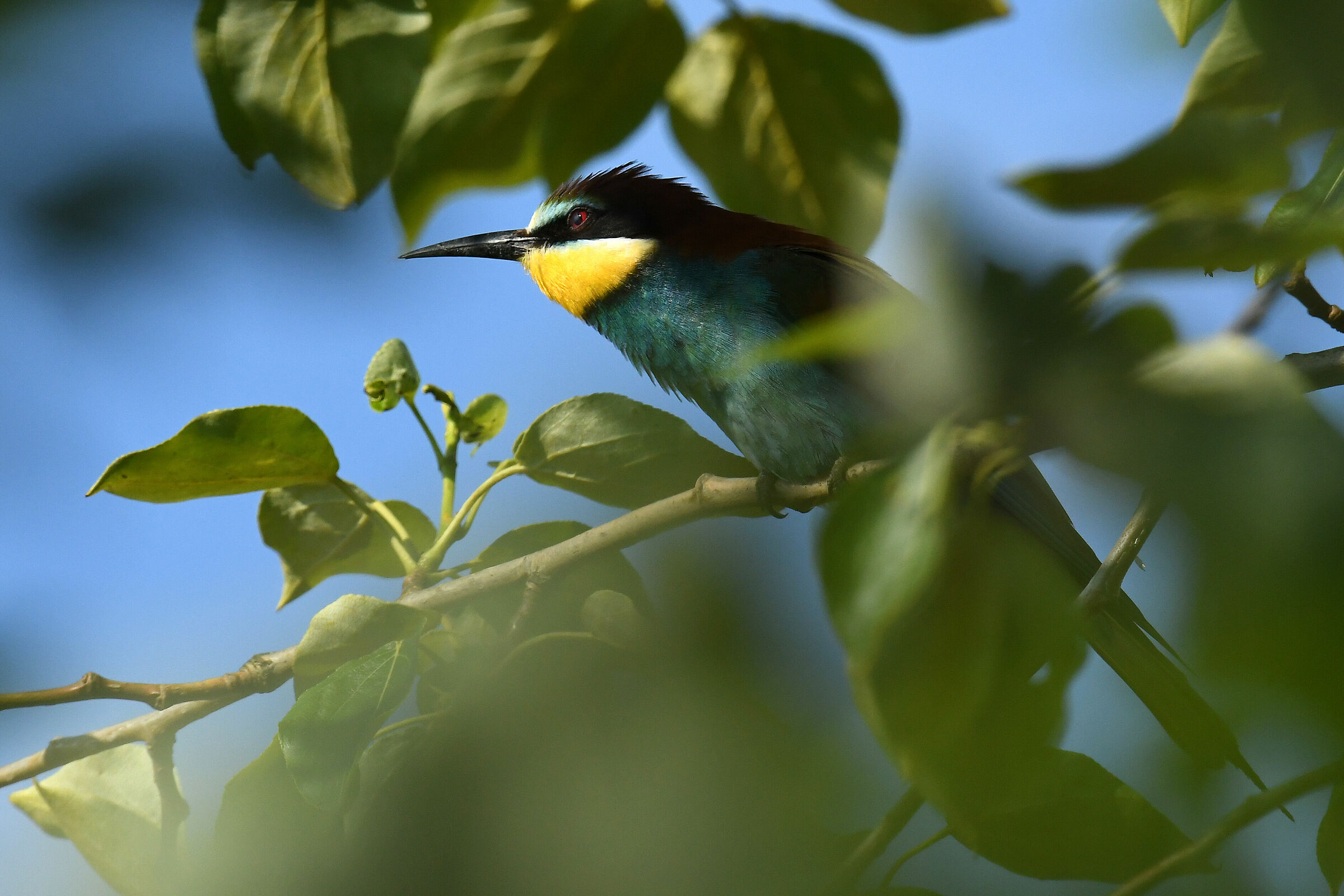 Merops apiaster