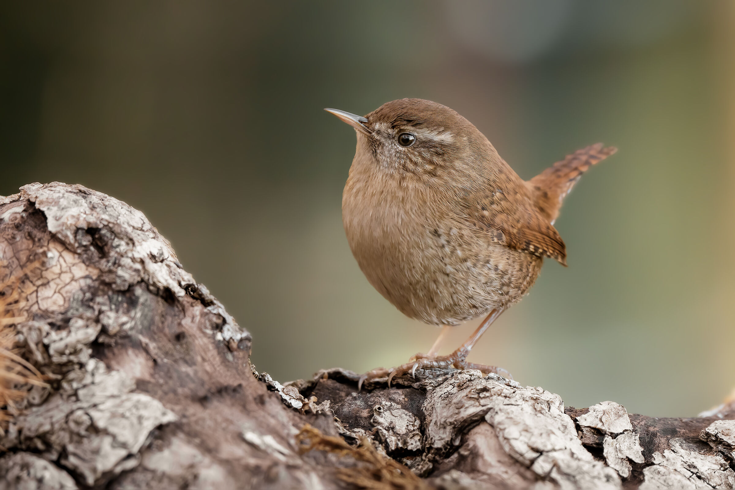 Wren