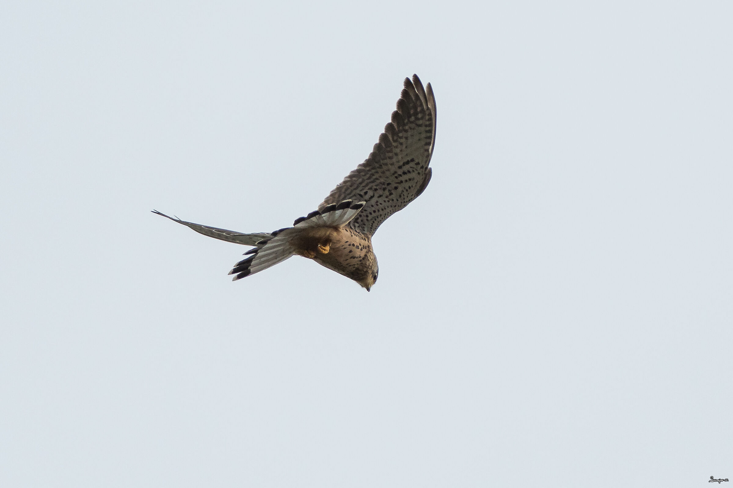 Kestrel