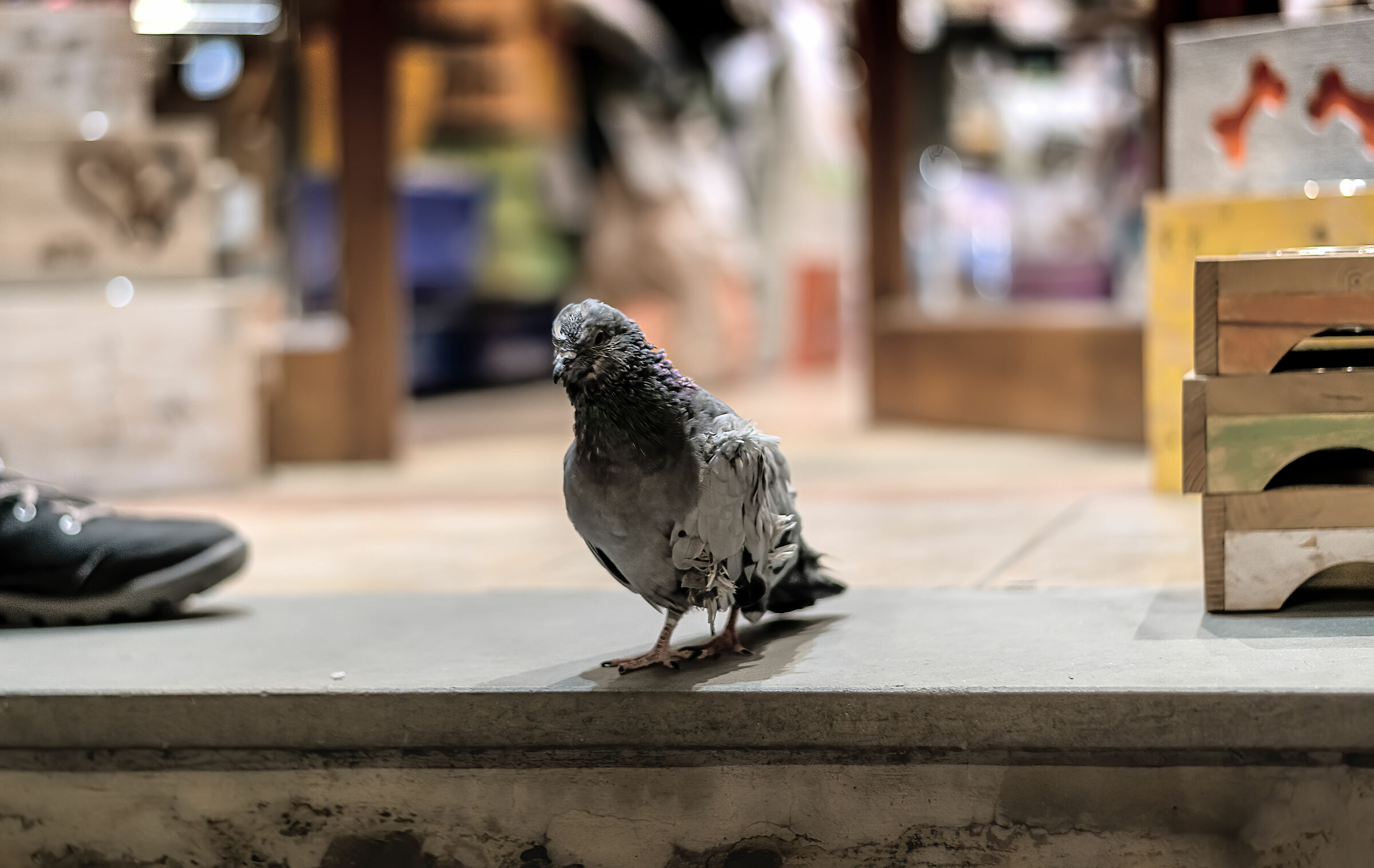 Micio Micio Bau Bau citta' della pieve(pg)