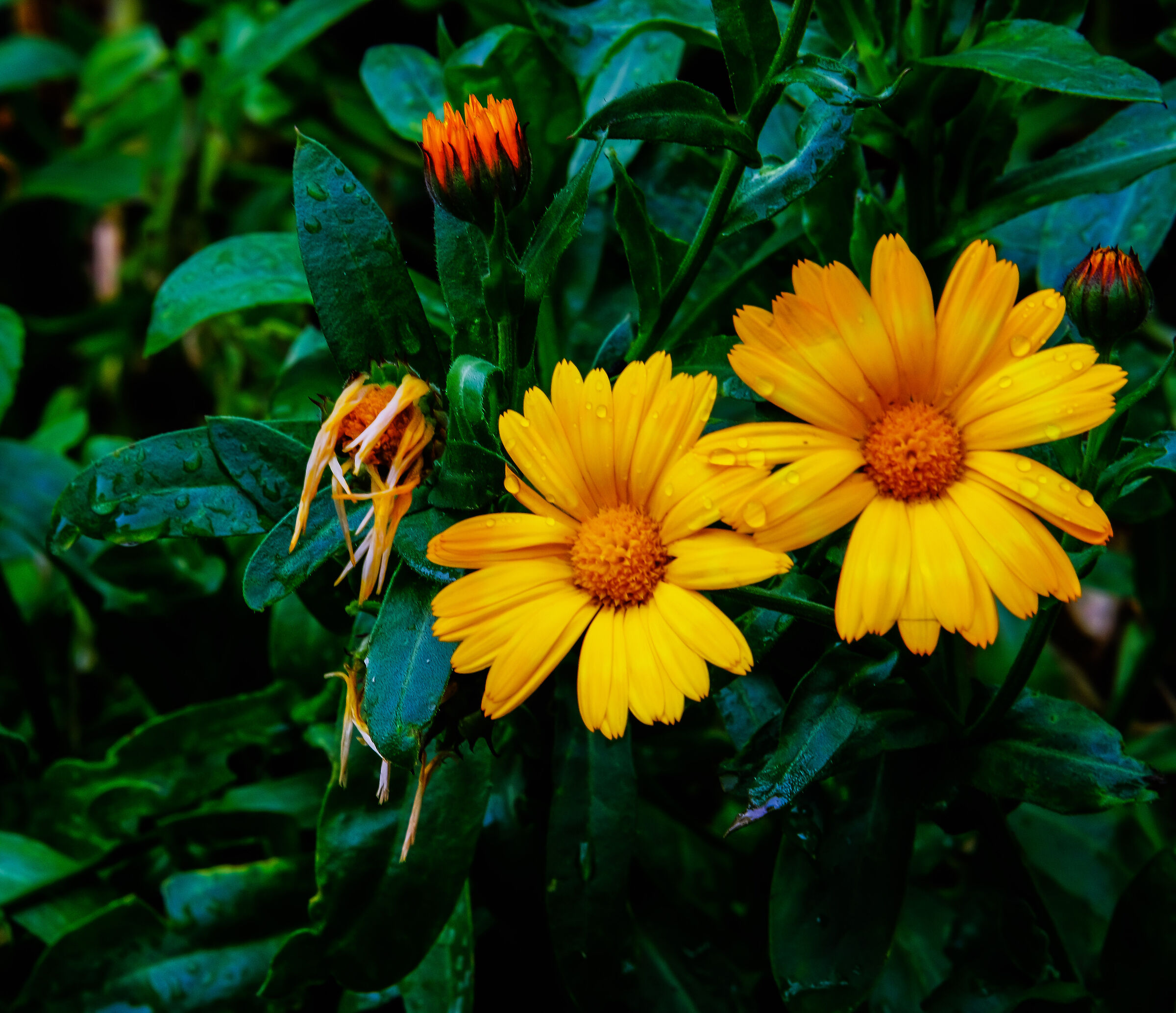 Nostalgia di primavera