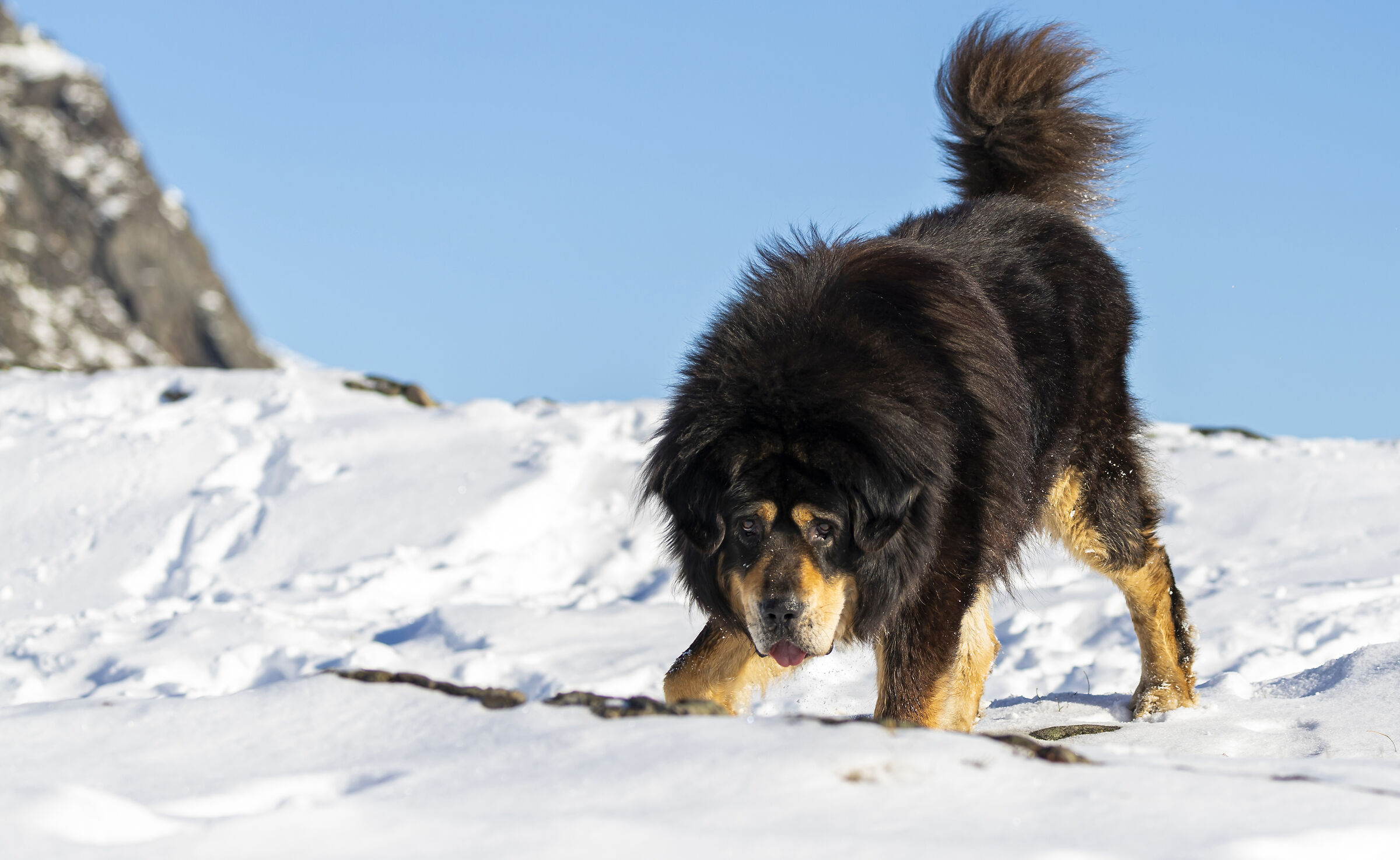Meru, Mastino Tibetano controlla la zona per la notte