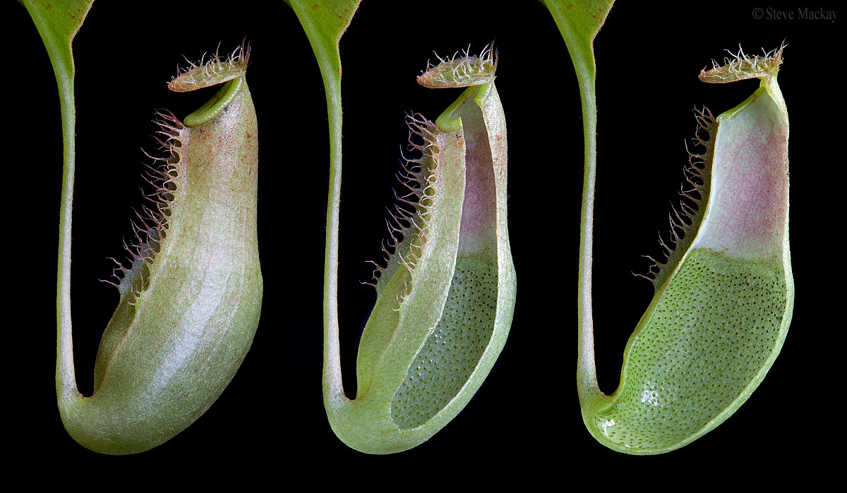 Anatomia di una Nepenthes (Dissection)