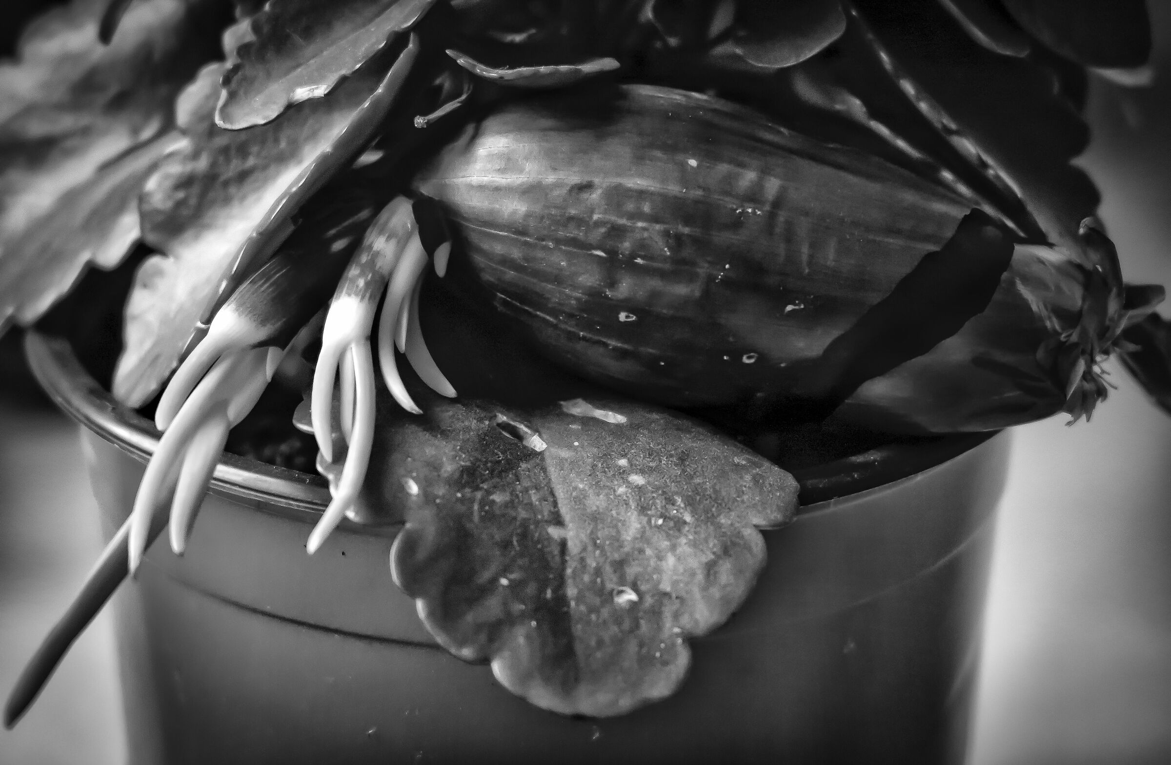 Onion