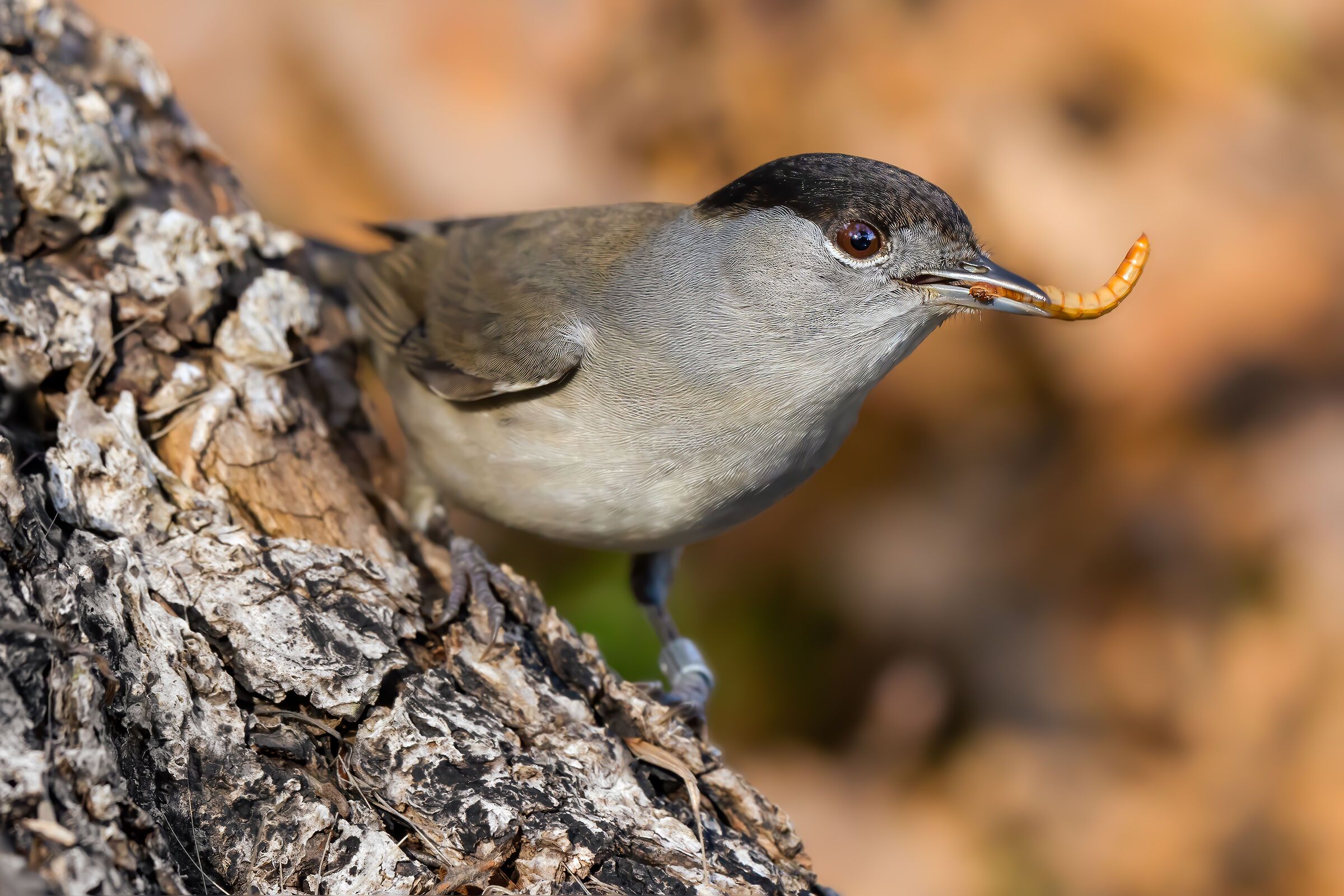 Blackcap