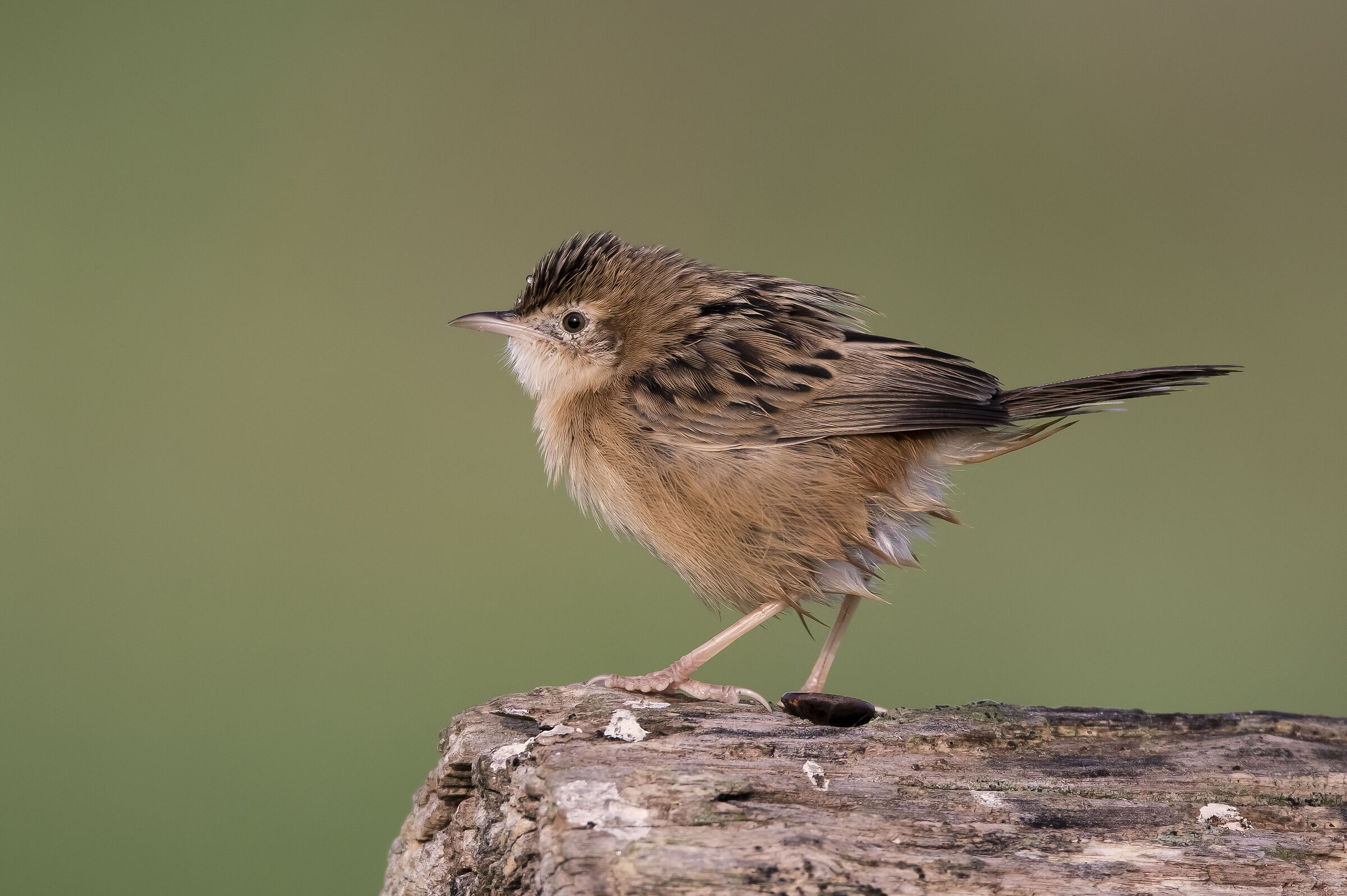 Beccamoschino bagnato