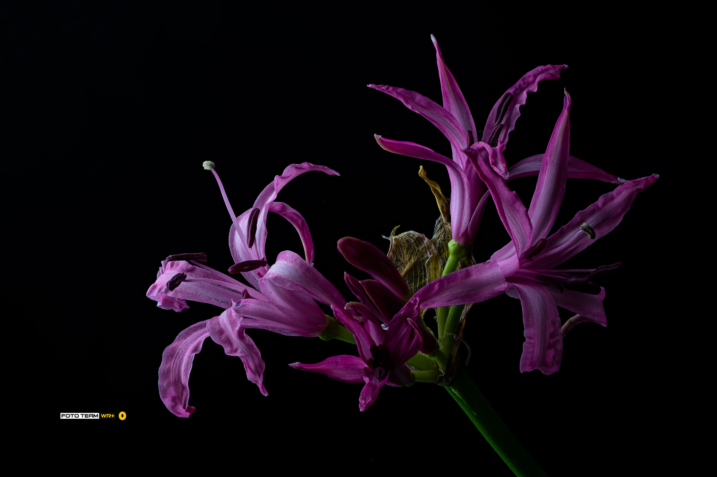 Nerine