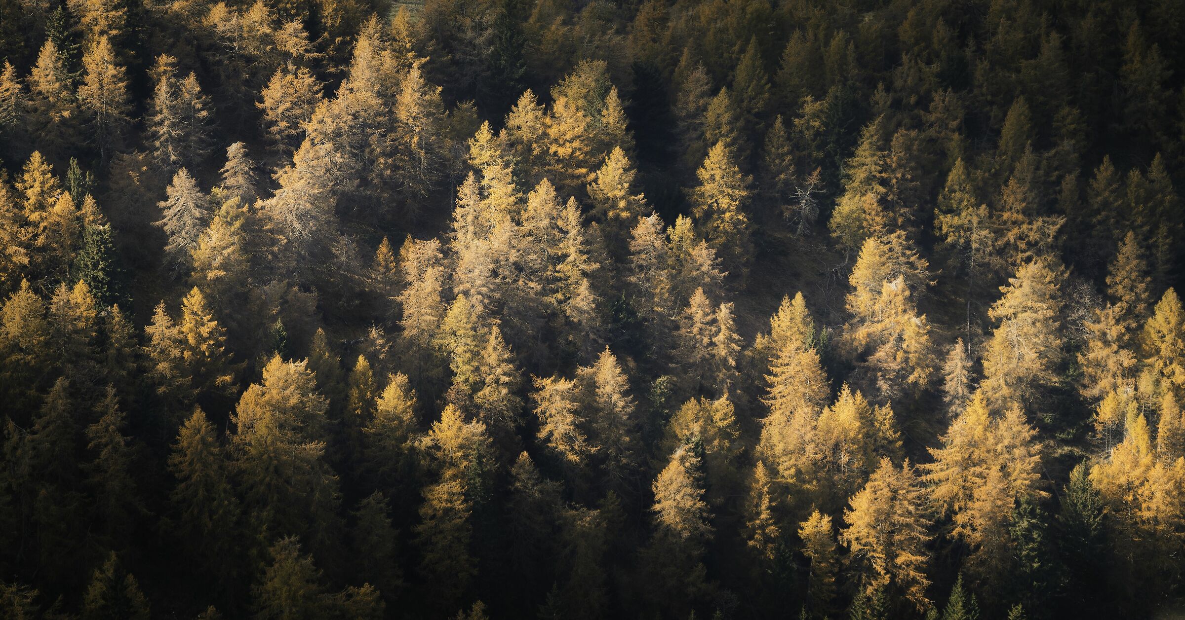 Boschi di Monte Bondone