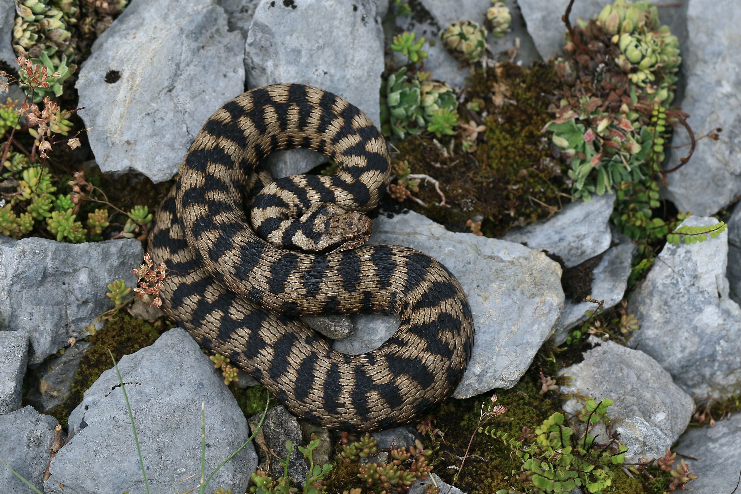 Vipera aspis aspis from atra, femmina, 1290m