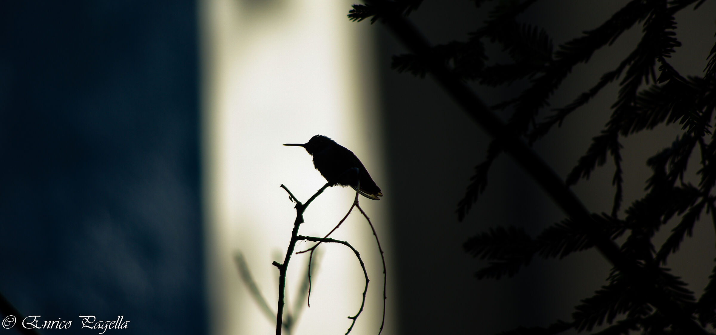 silhouette a picture from a few years ago