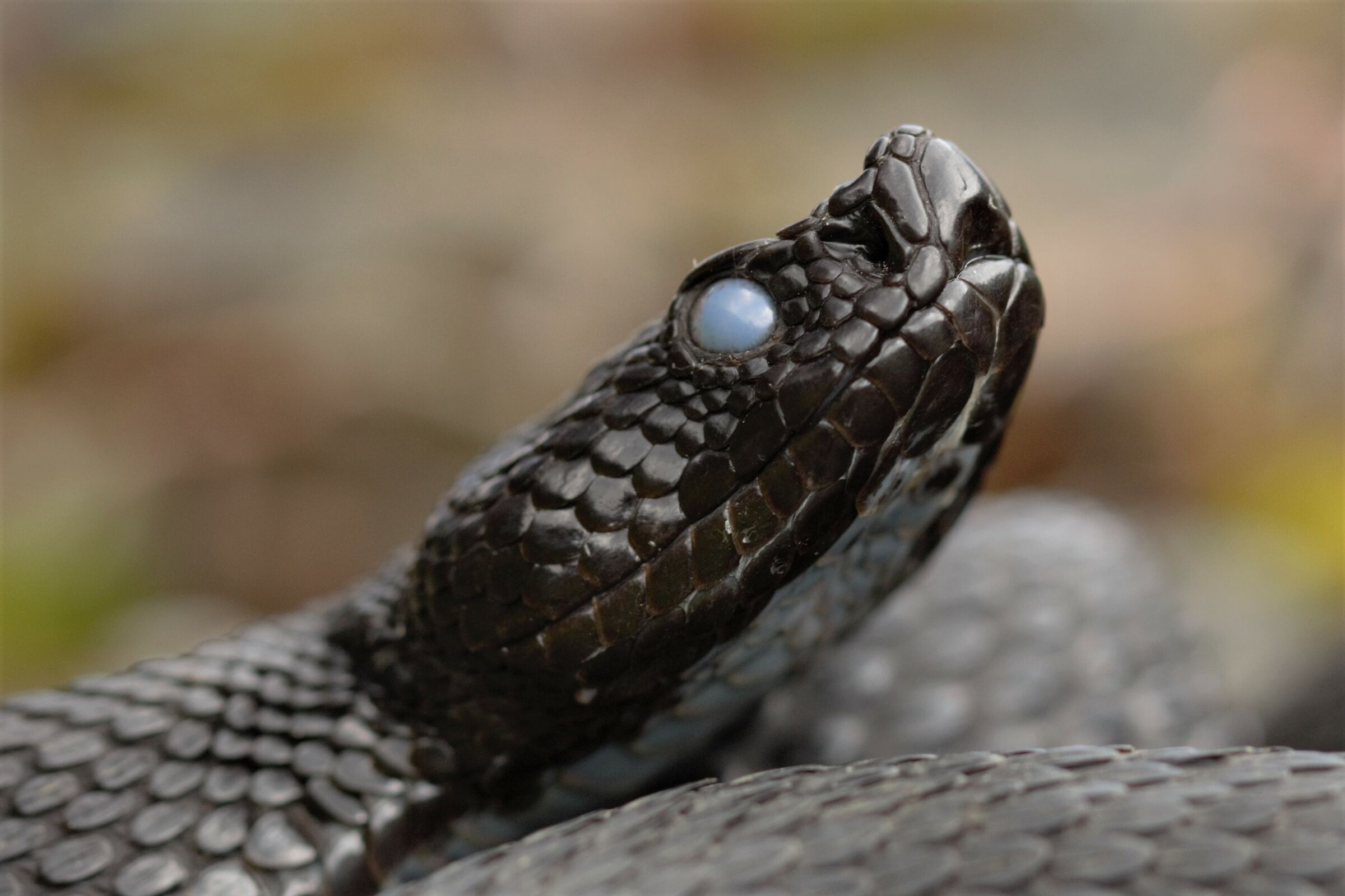 Vipera apsis aspis from atra, maschio, 1290m