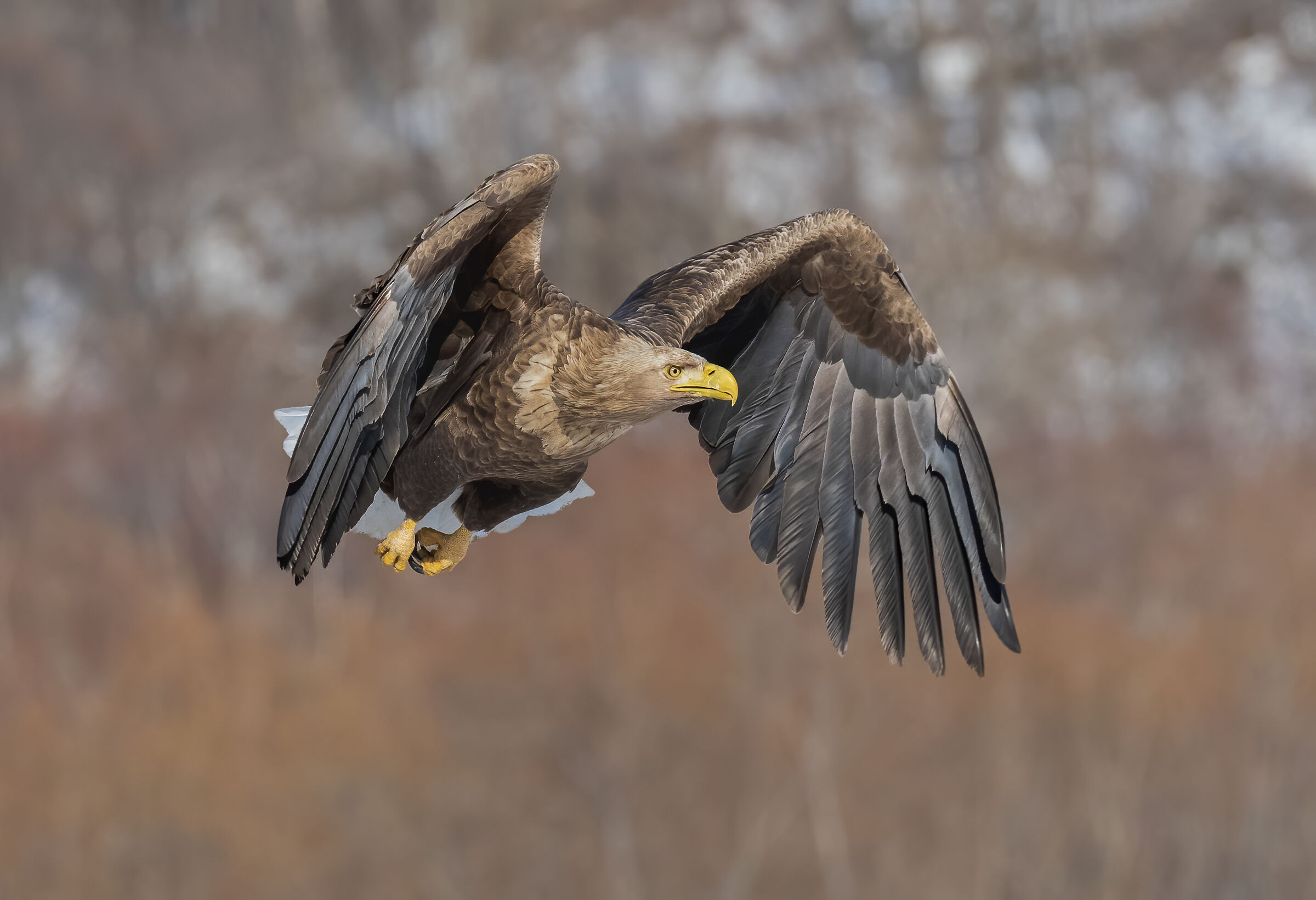 #Aquila di mare coda bianca