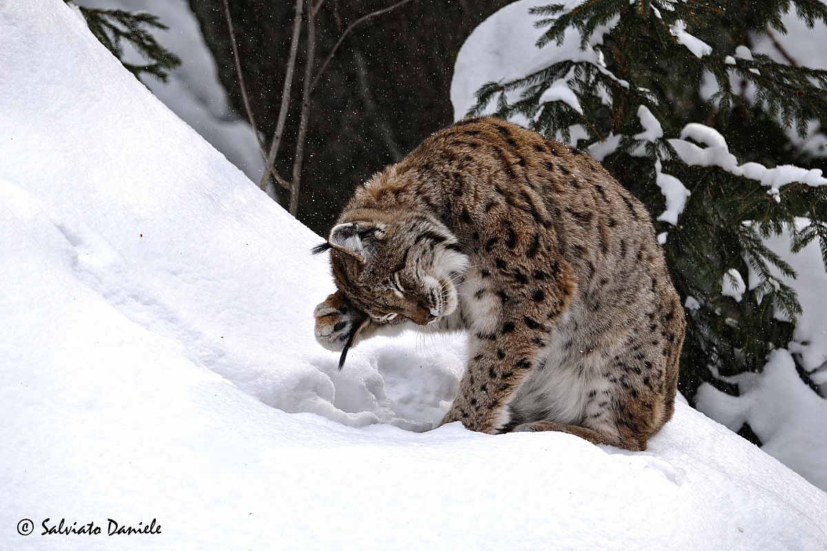 Cleaning under the snow