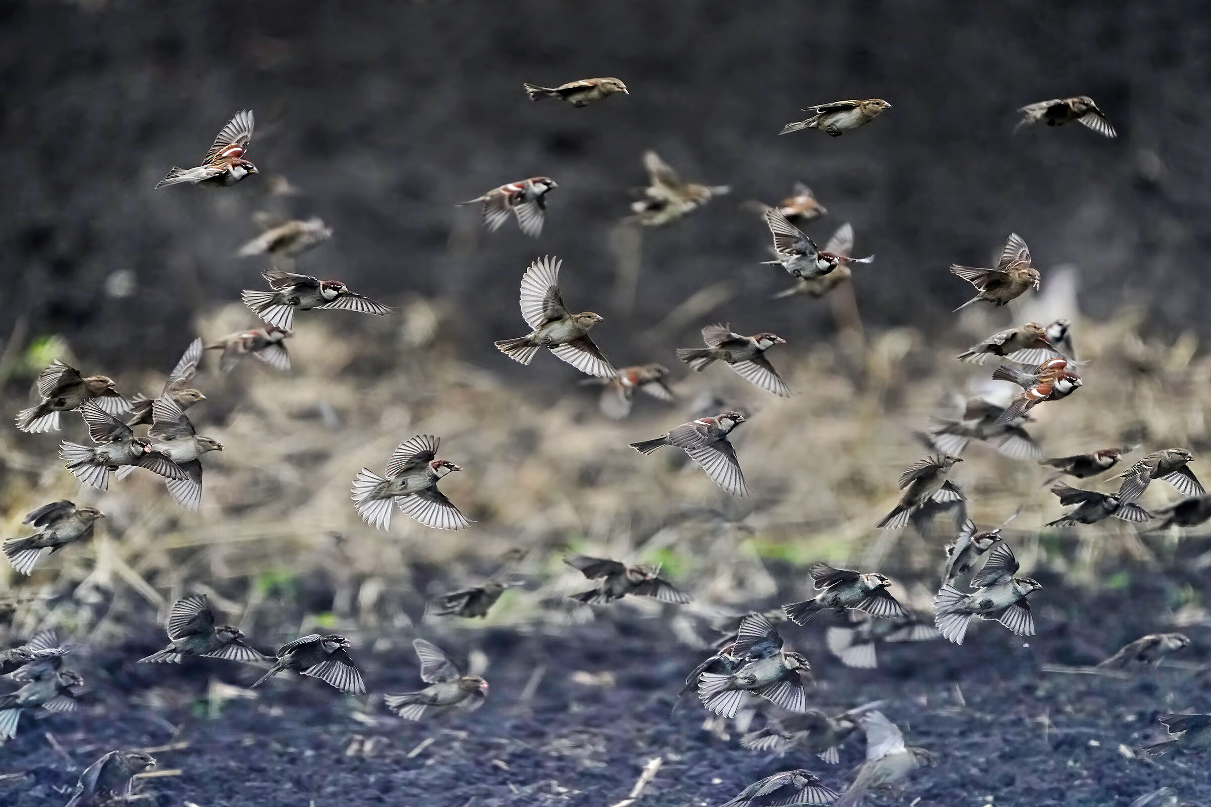 The Wild Bunch - Flounder of Italy