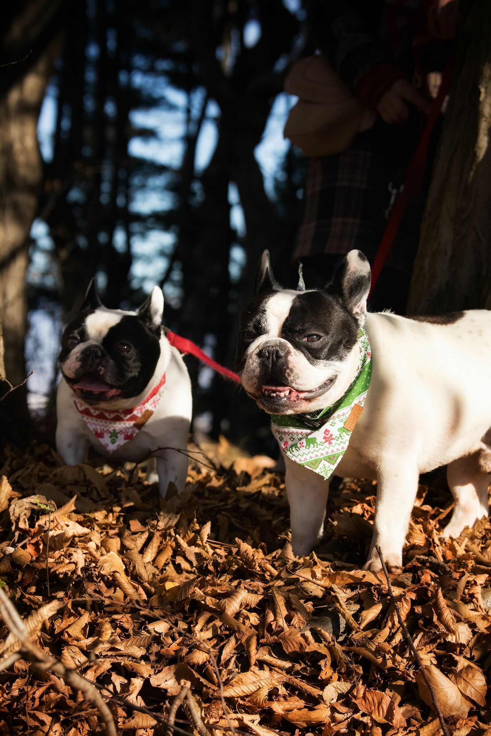 Among the crunchy leaves of autumn