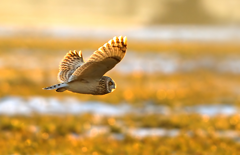 Gufo di palude al tramonto