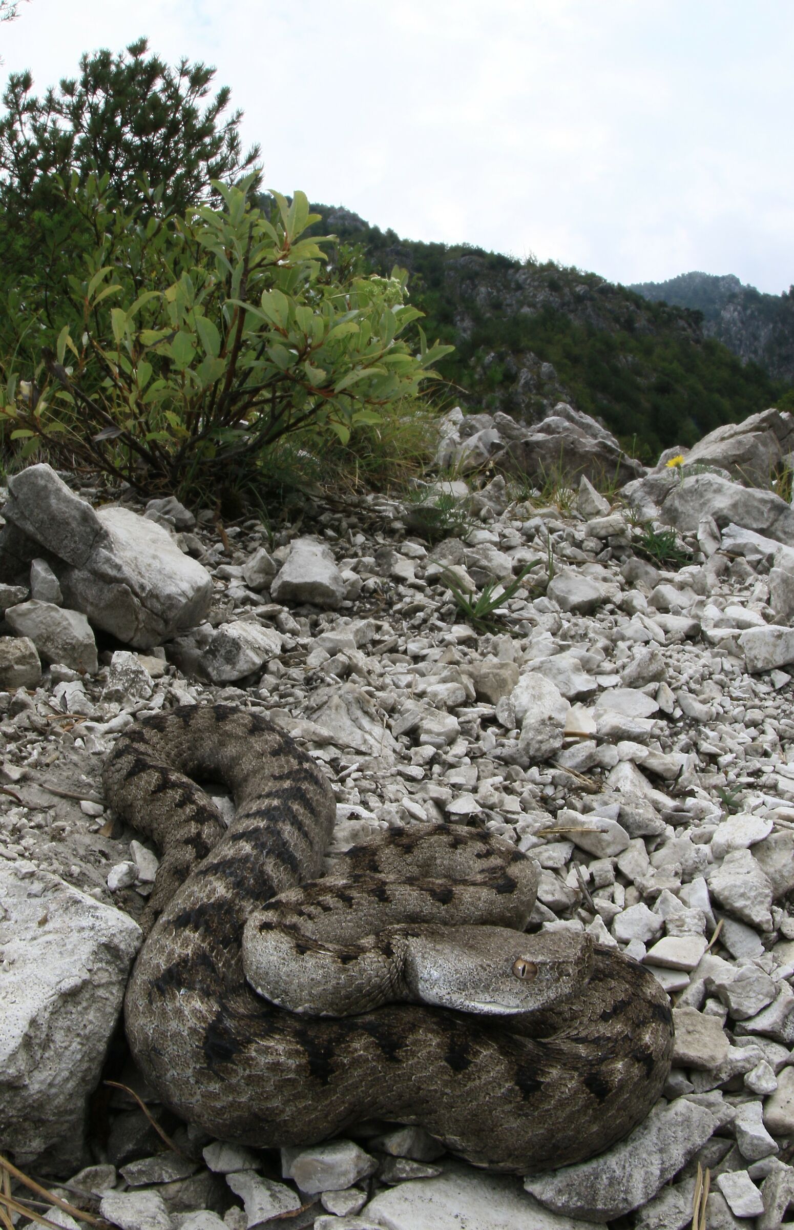 Vipera ammodytes ammodytes, femmina, 850m