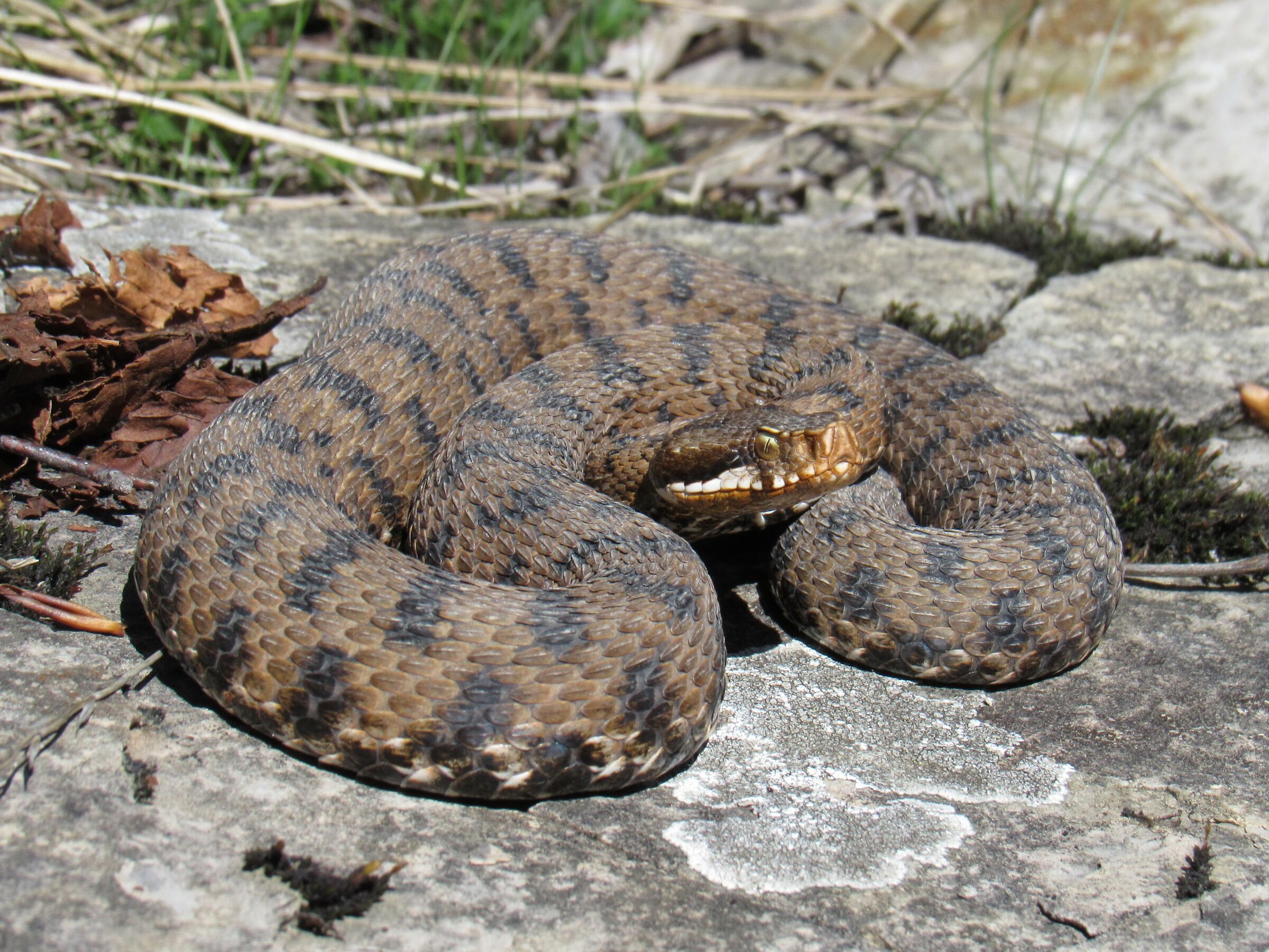 Femmina, 950m, Lombardia (Italia)