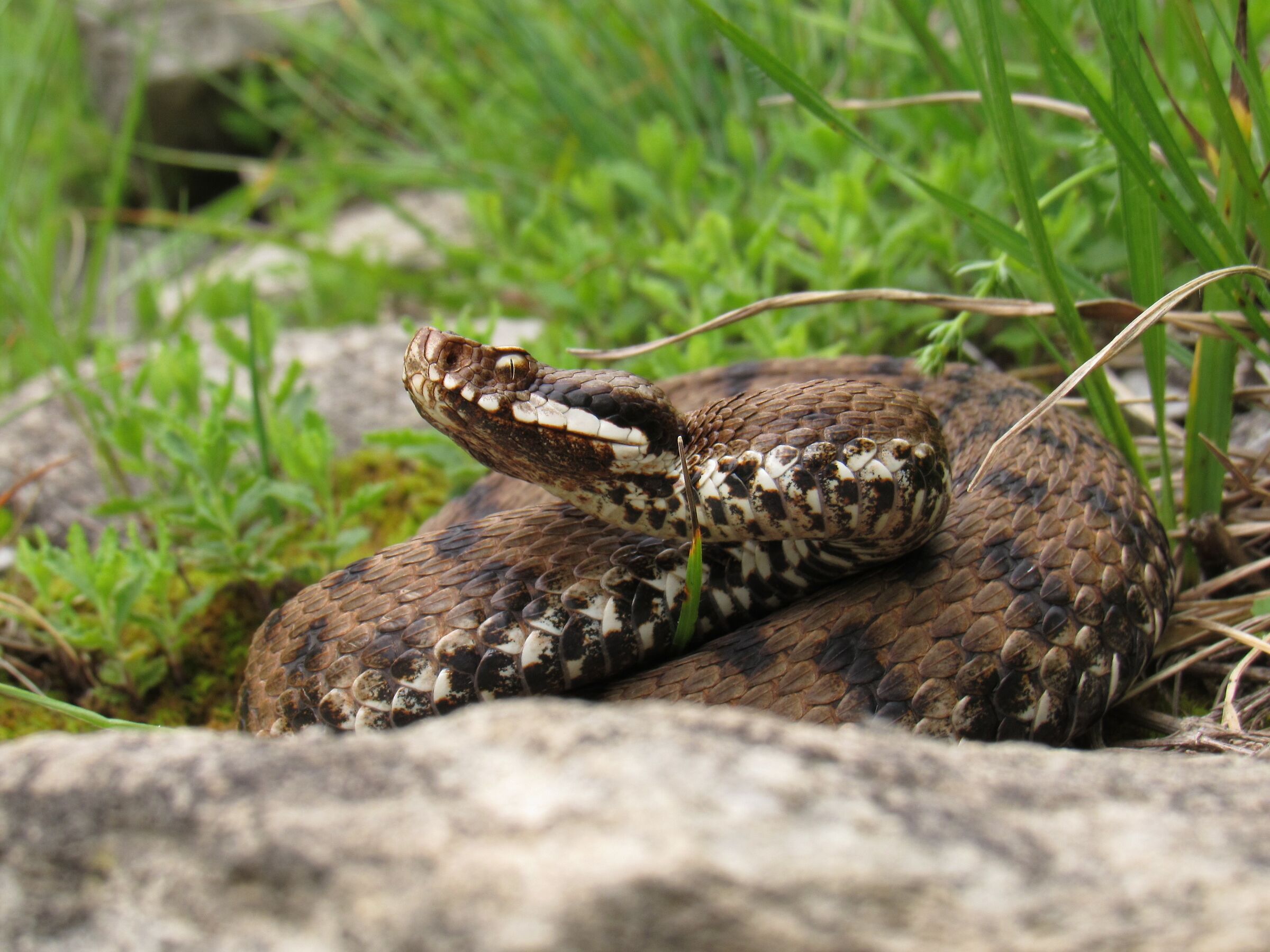 Femmina, 950m, Lombardia (Italia)