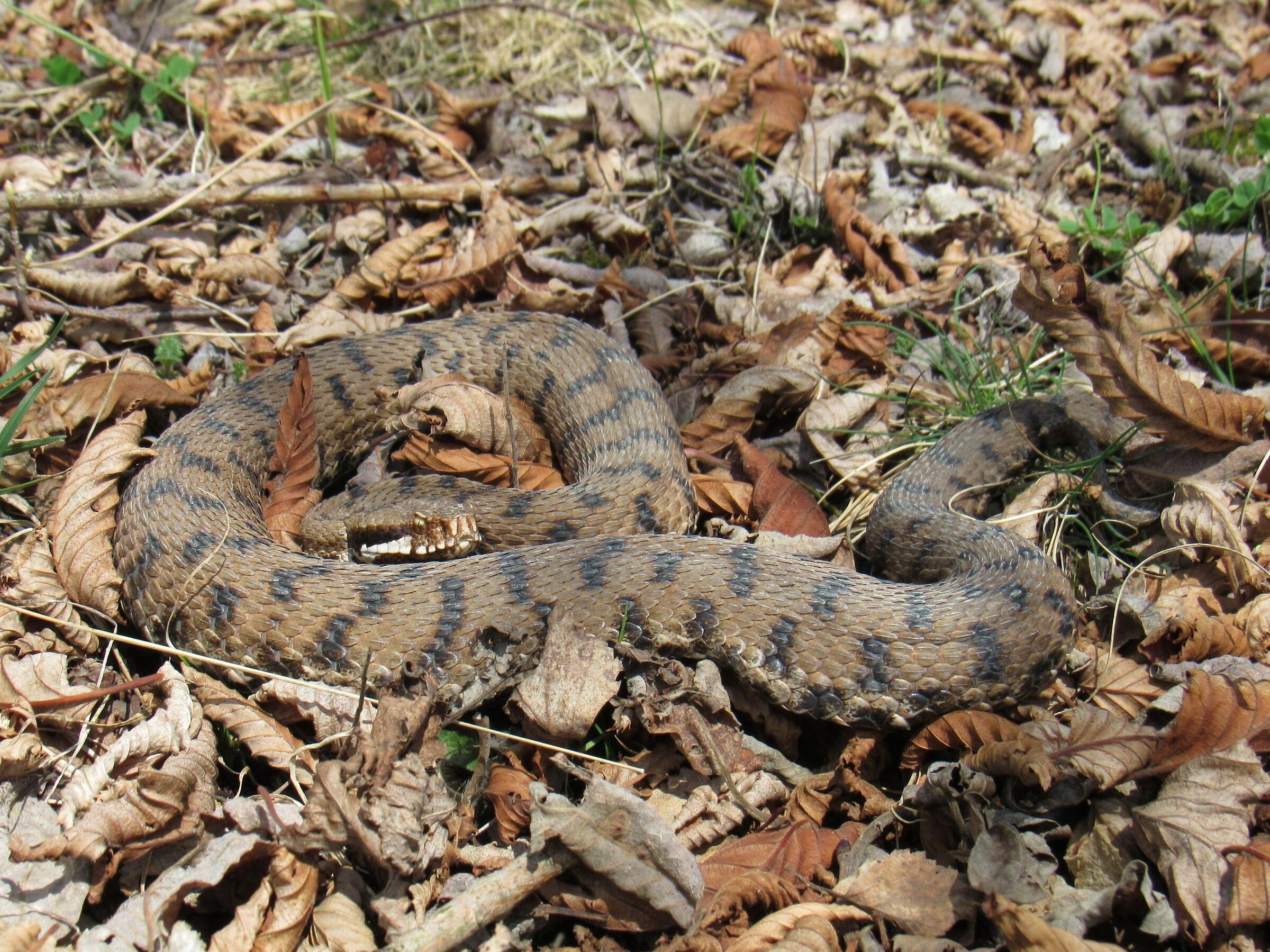 Vipera apsis francisciredi, femmina, 950m