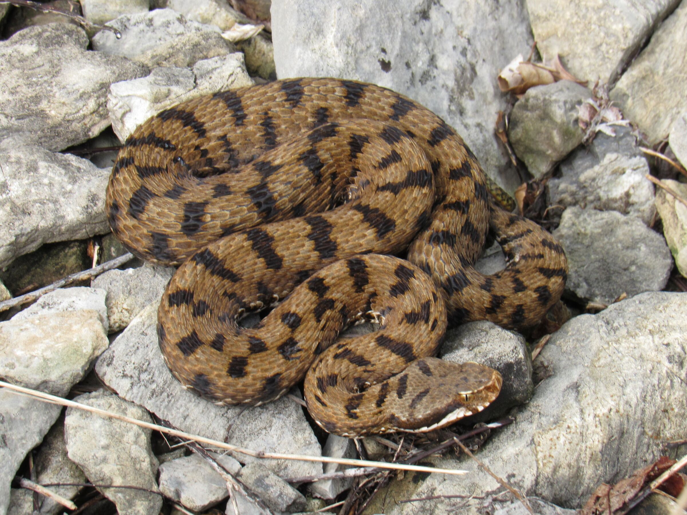 Femmina, 950m, Lombardia (Italia)