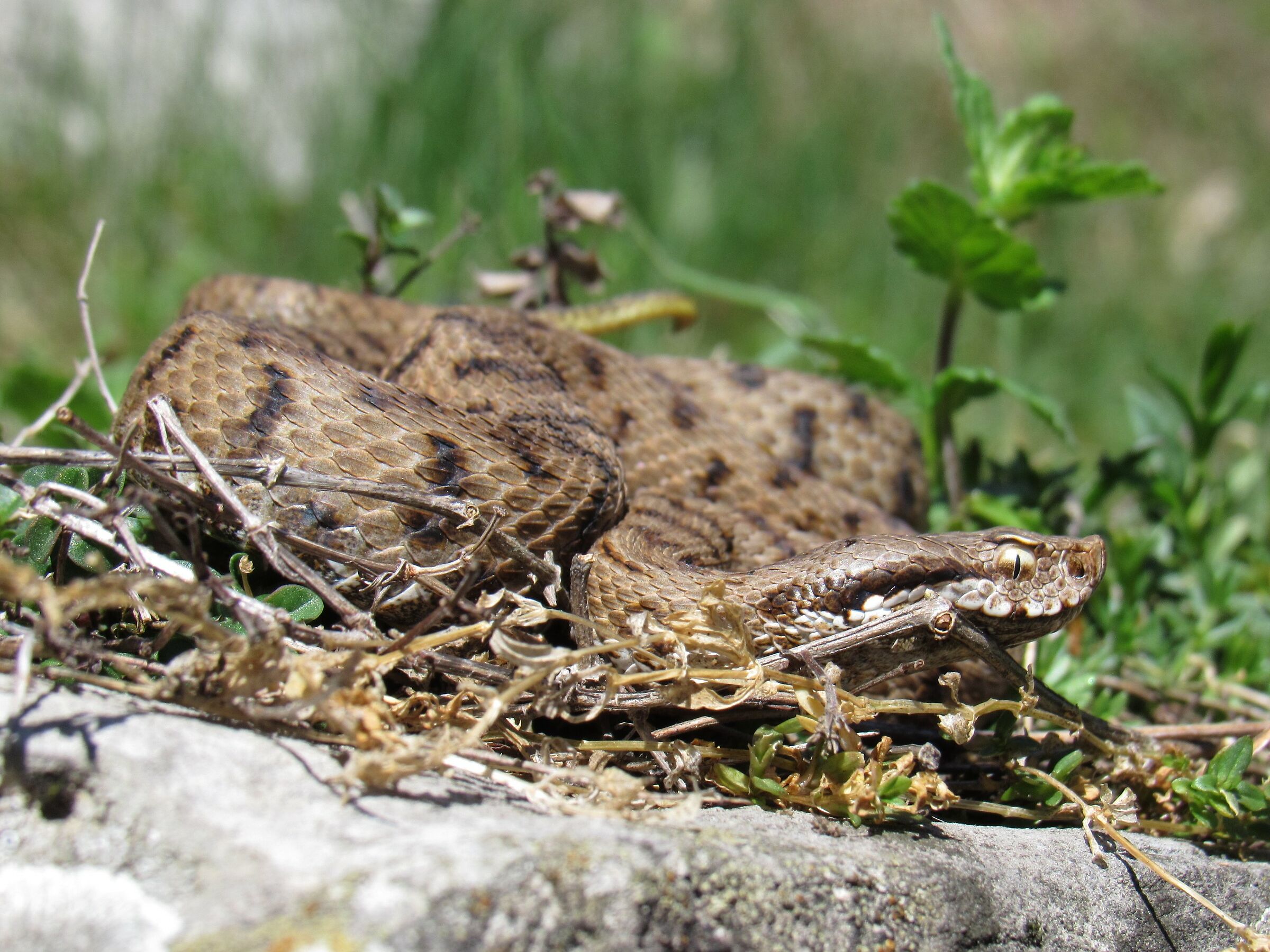 Femmina, 950m, Lombardia (Italia)