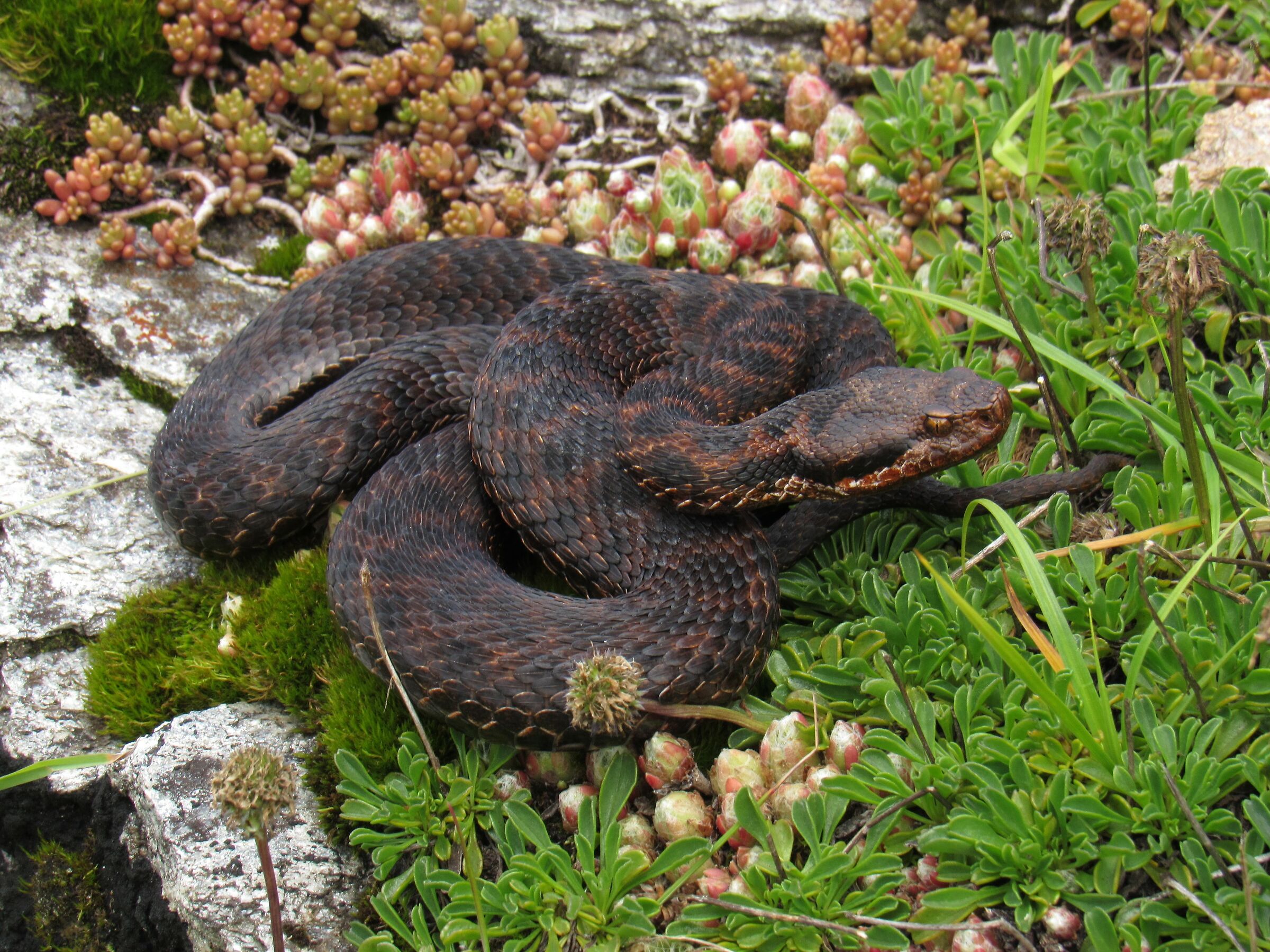 Vipera aspis aspis from atra, femmina, 1720m
