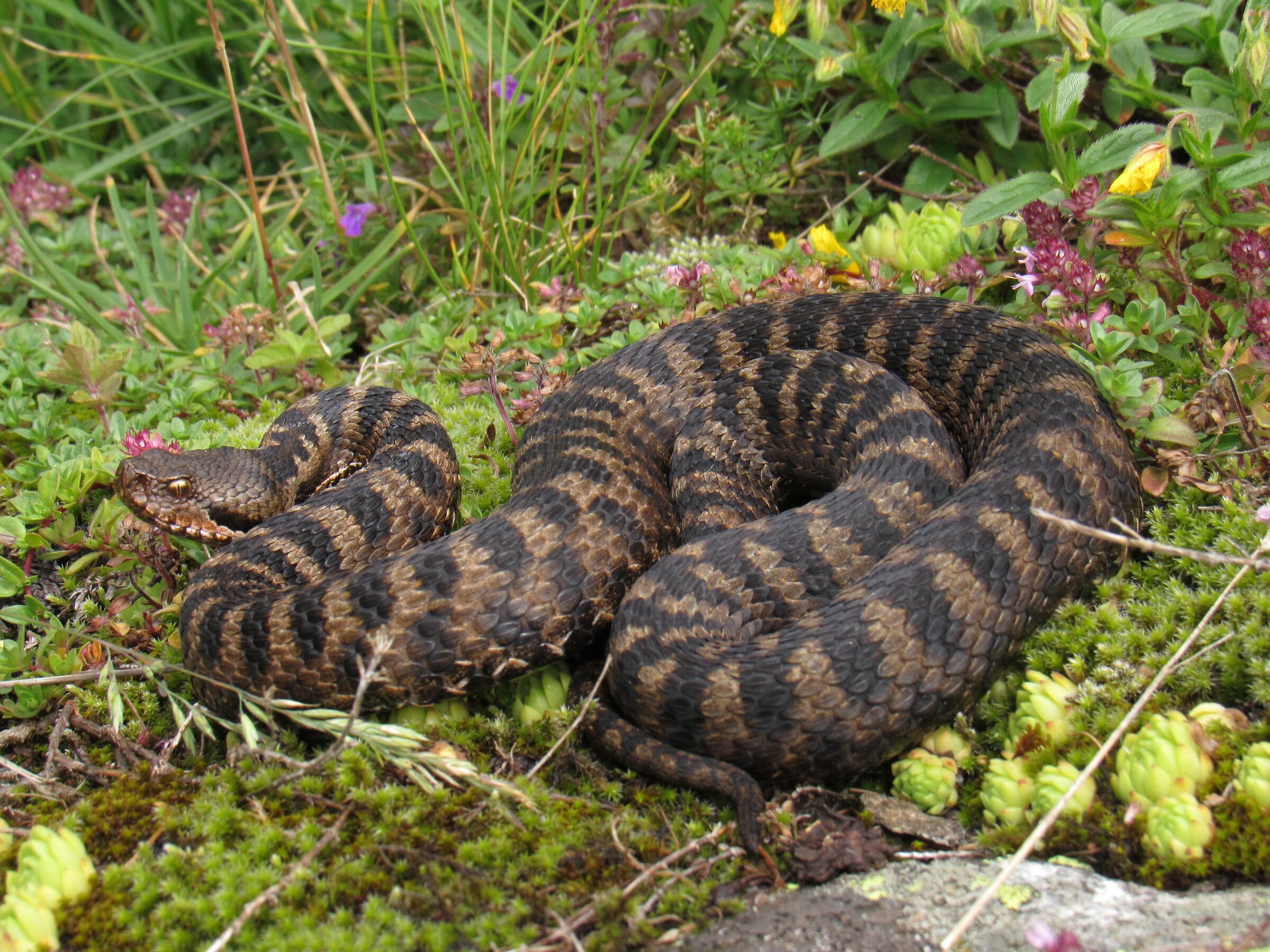 Vipera aspis aspis from atra, femmina, 1720m