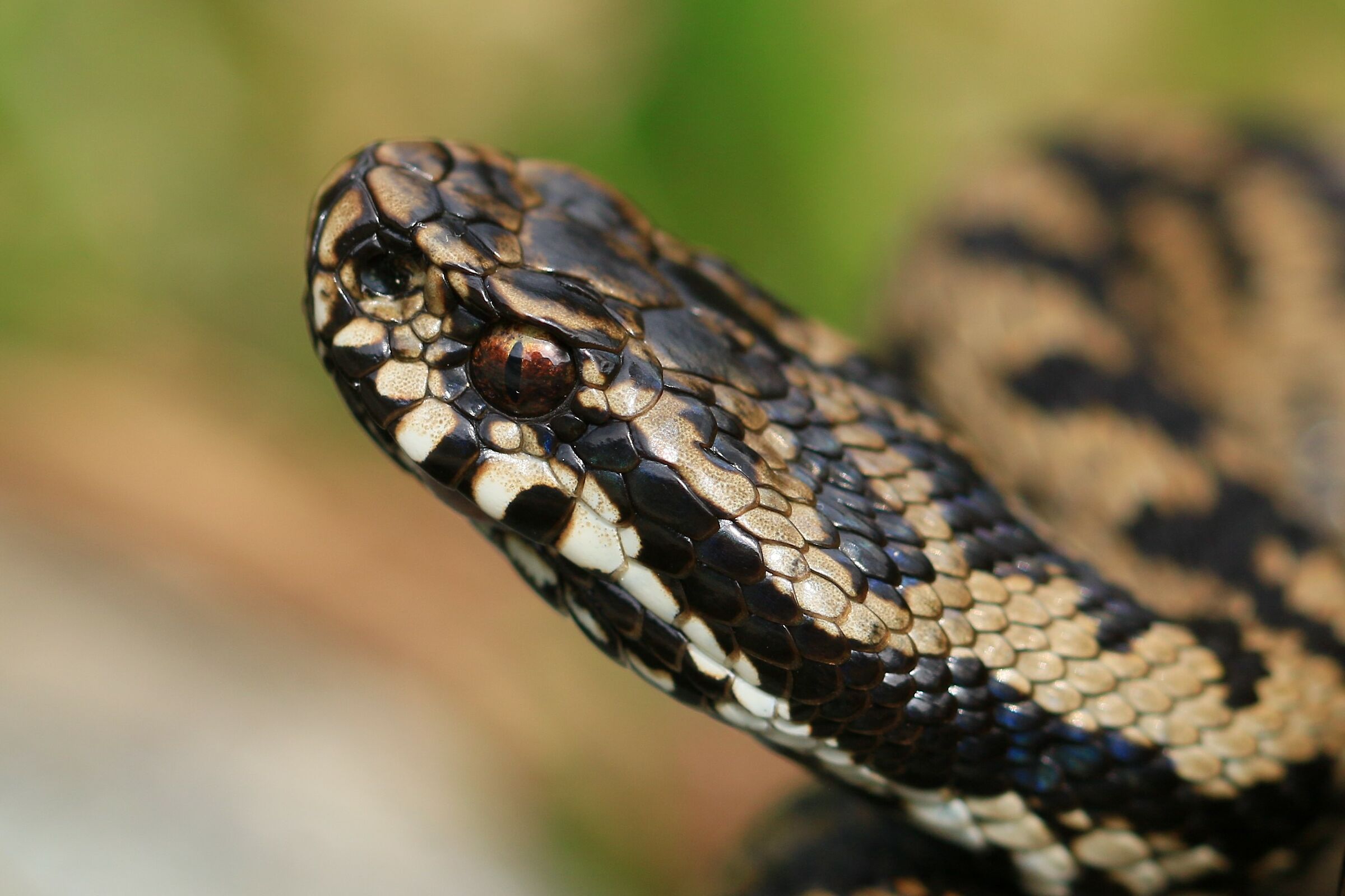 Vipera berus berus, maschio, 1450m