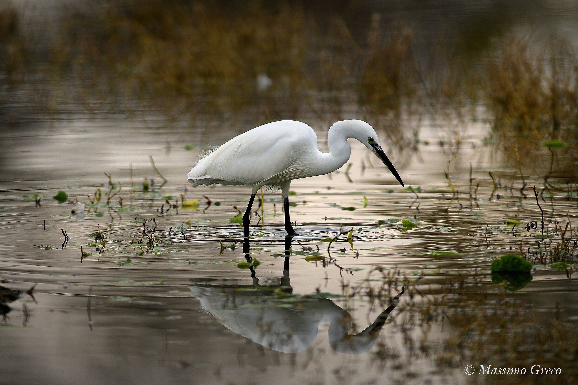 Egret egret