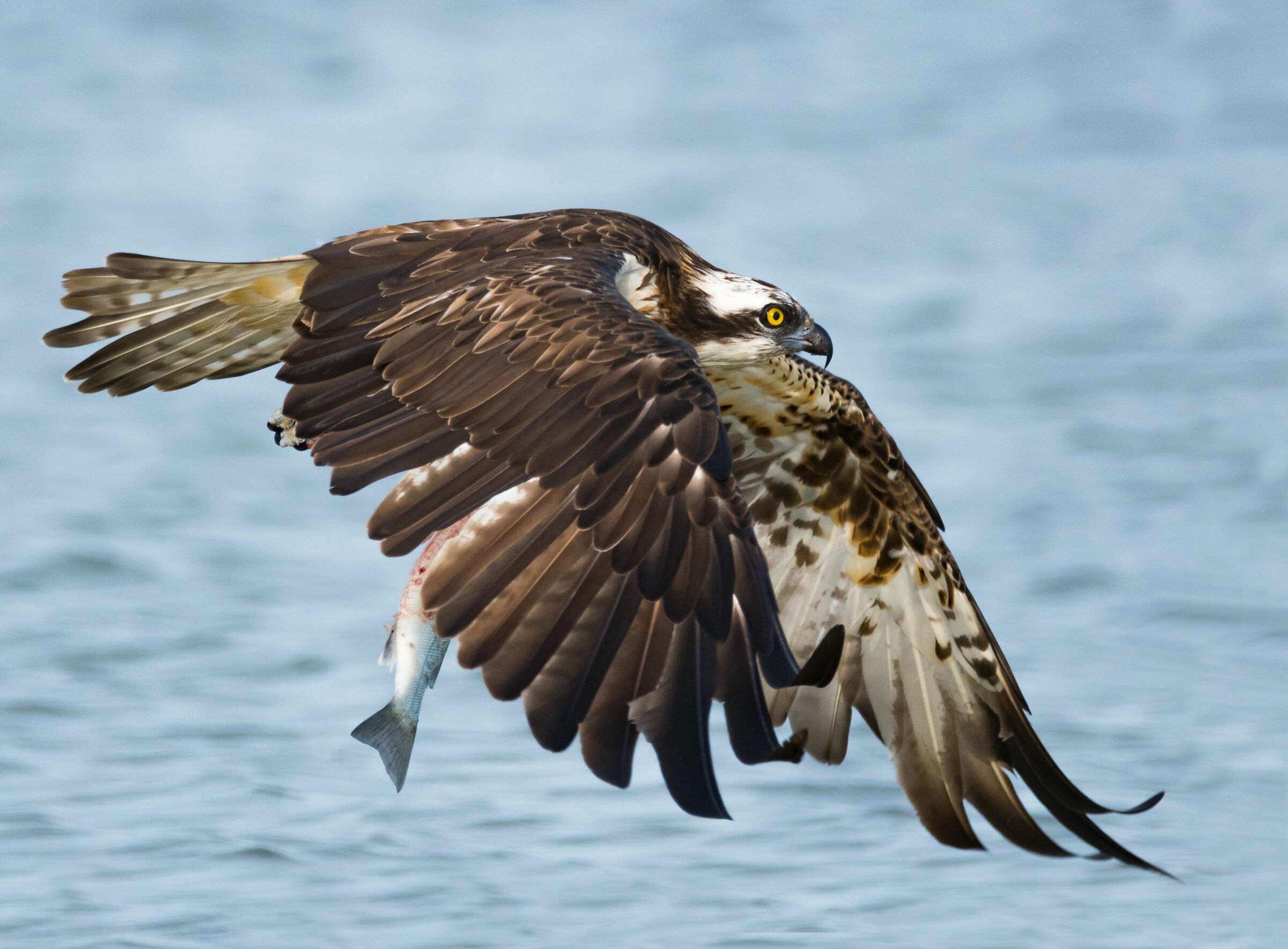 Dinamic flight