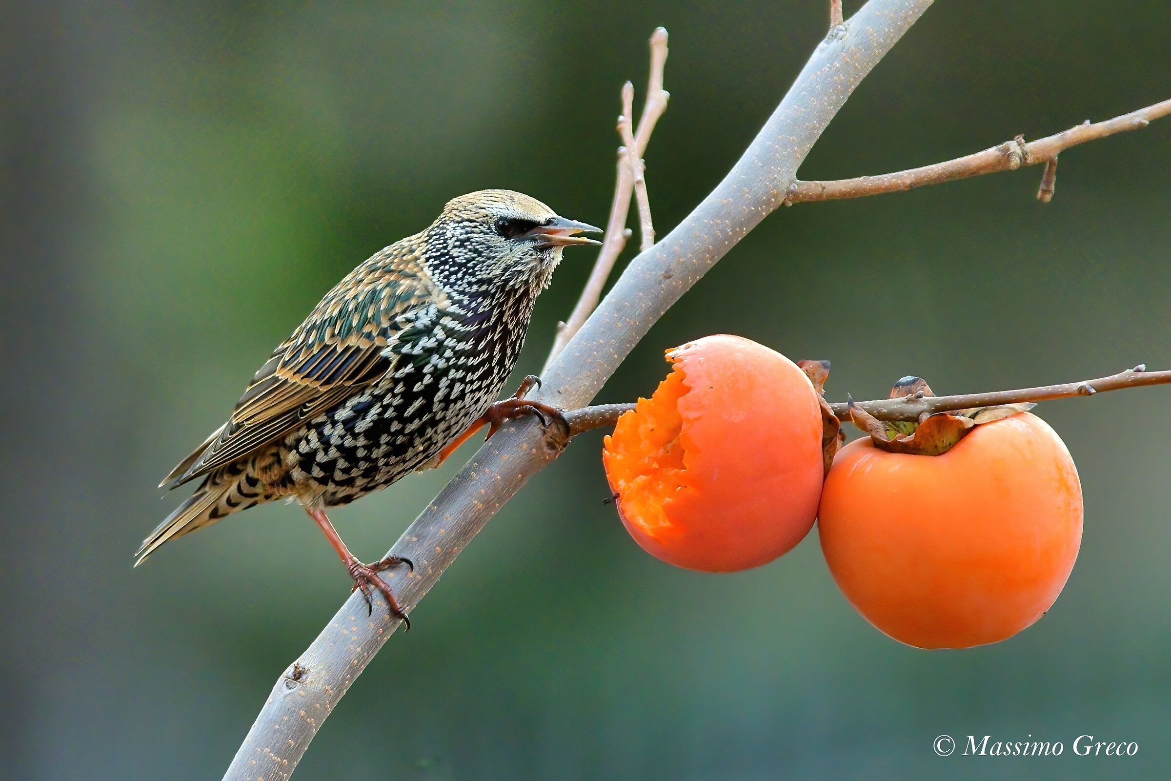 Here's who eats my Persimmon -- European starling