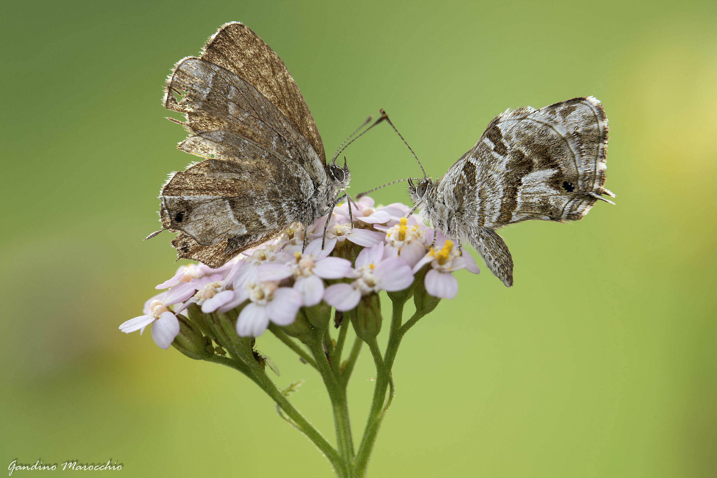 La nonna e la nipotina (Cacyreus Marshalli)
