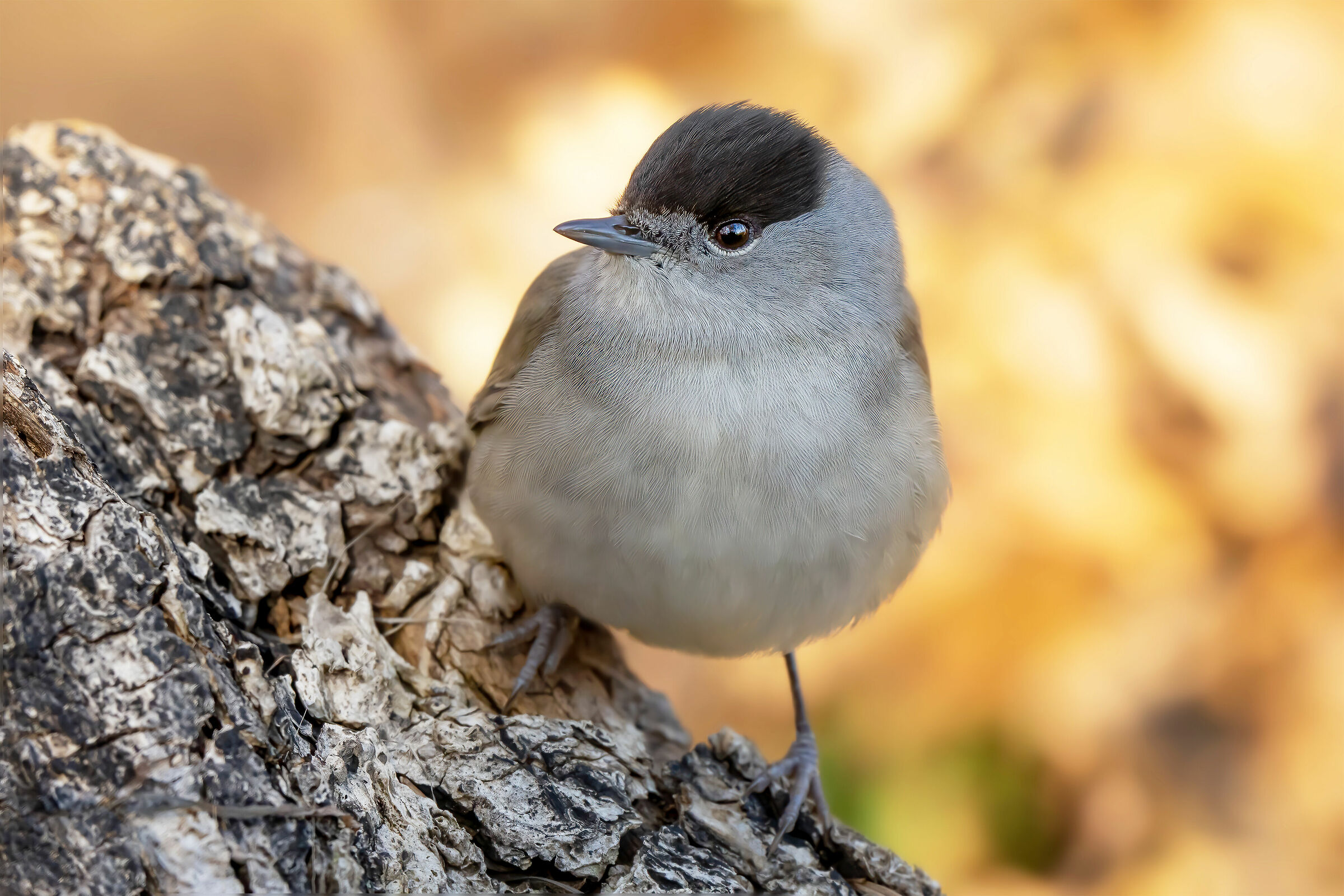 Blackcap