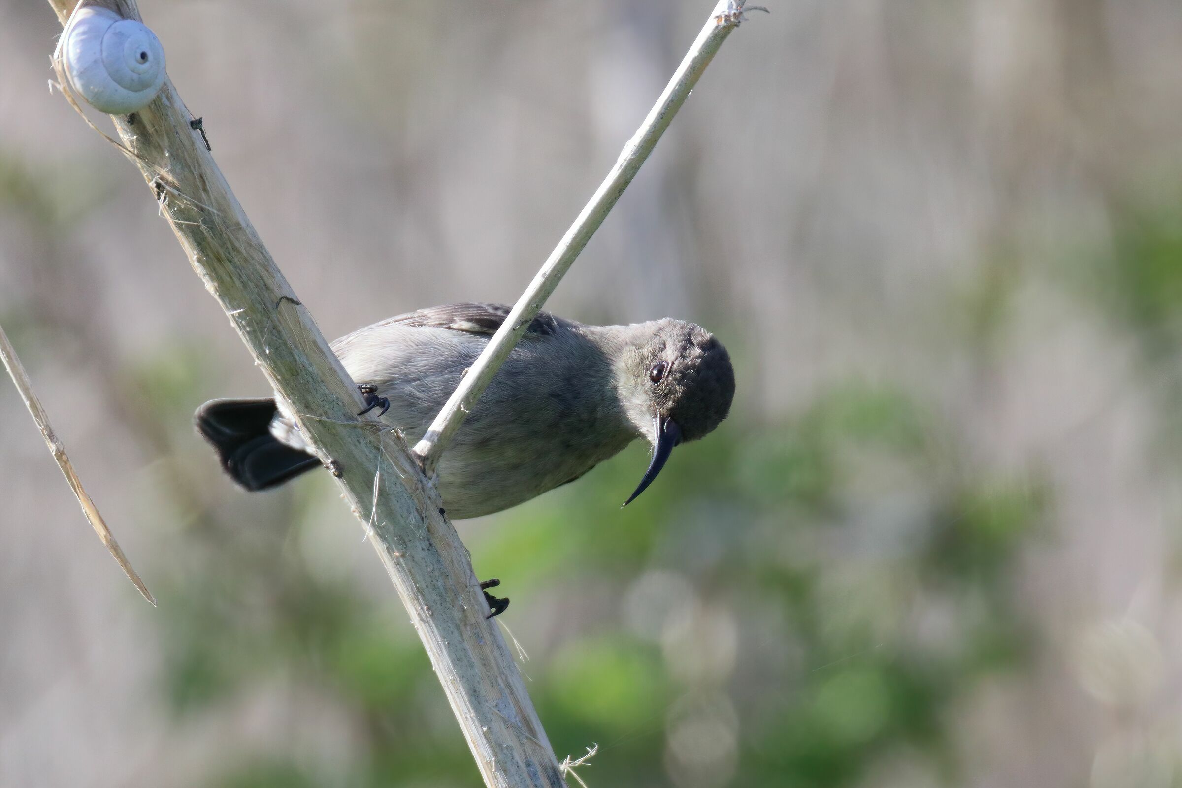 Uccello solare palestinese